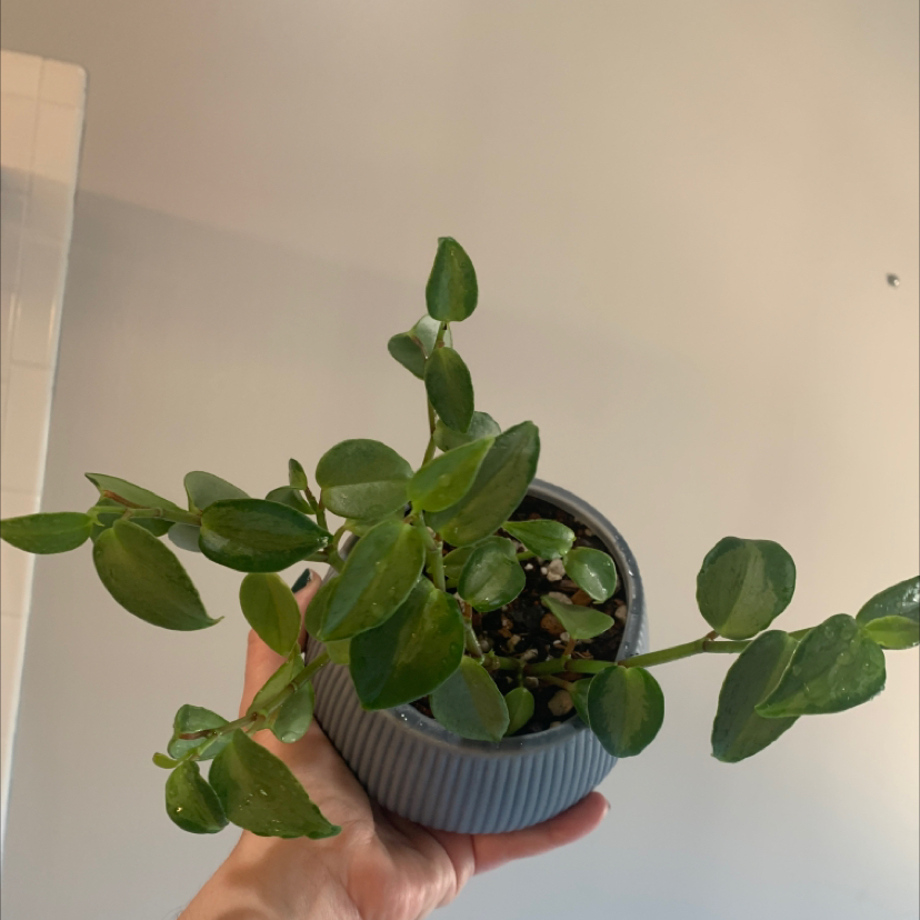 Photo of the plant species Radiator Plant by @IvyMari named Office Pep. Variegated Teardrop on Greg, the plant care app