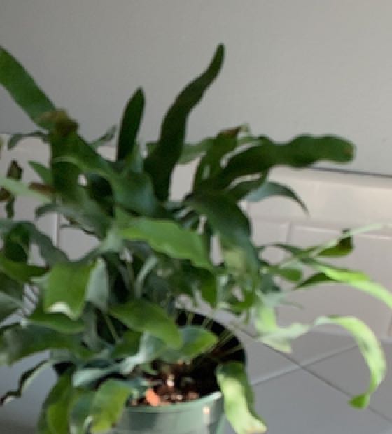Office Blue Star Fern