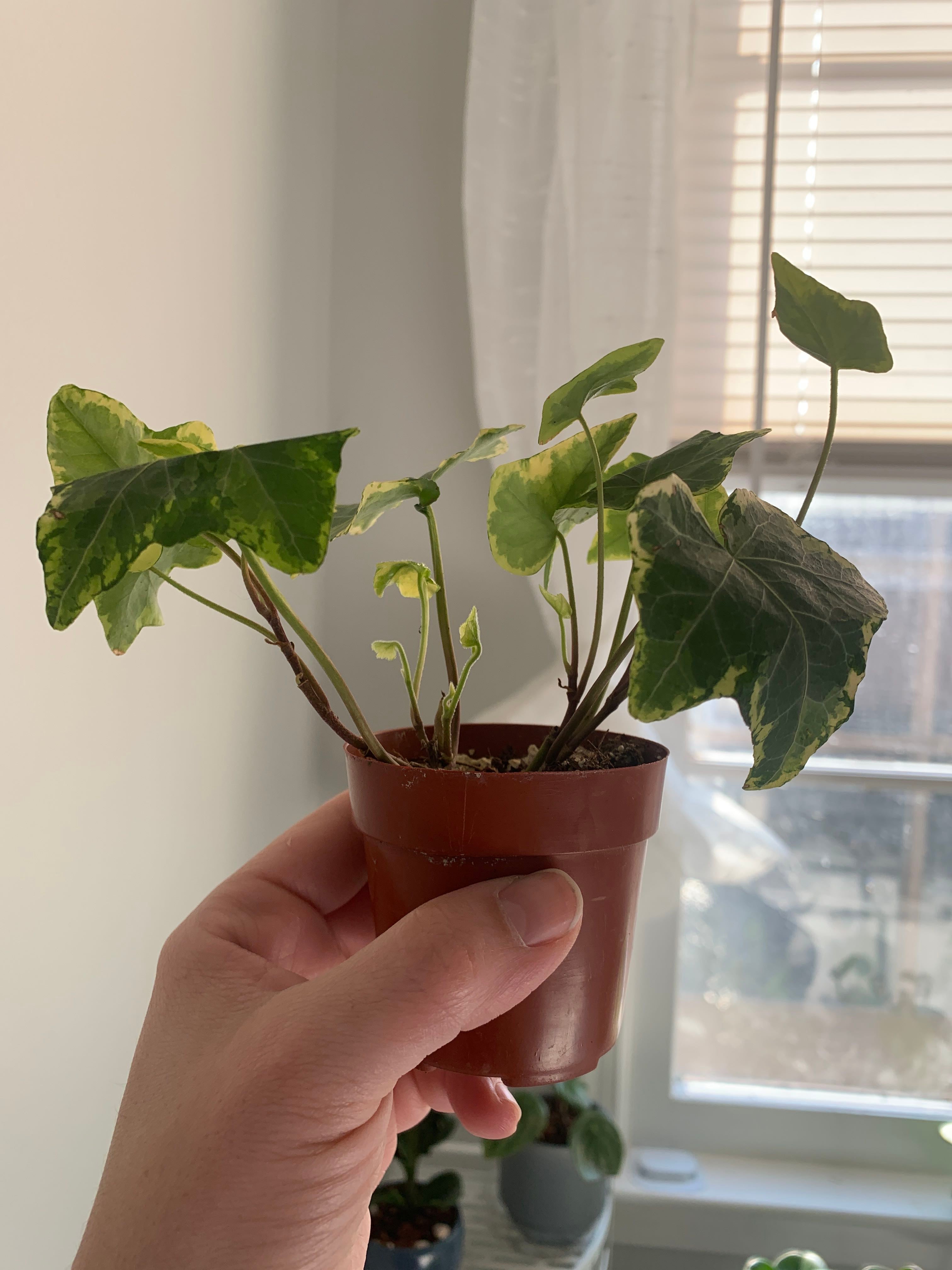 Variegated Algerian Ivy Is Toxic to Dogs 🐶