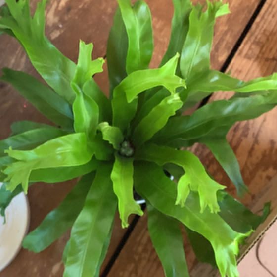Photo of the plant species Bird Nest Fern Crissie by @IvyMari named Bathroom Fern Birds Nest on Greg, the plant care app