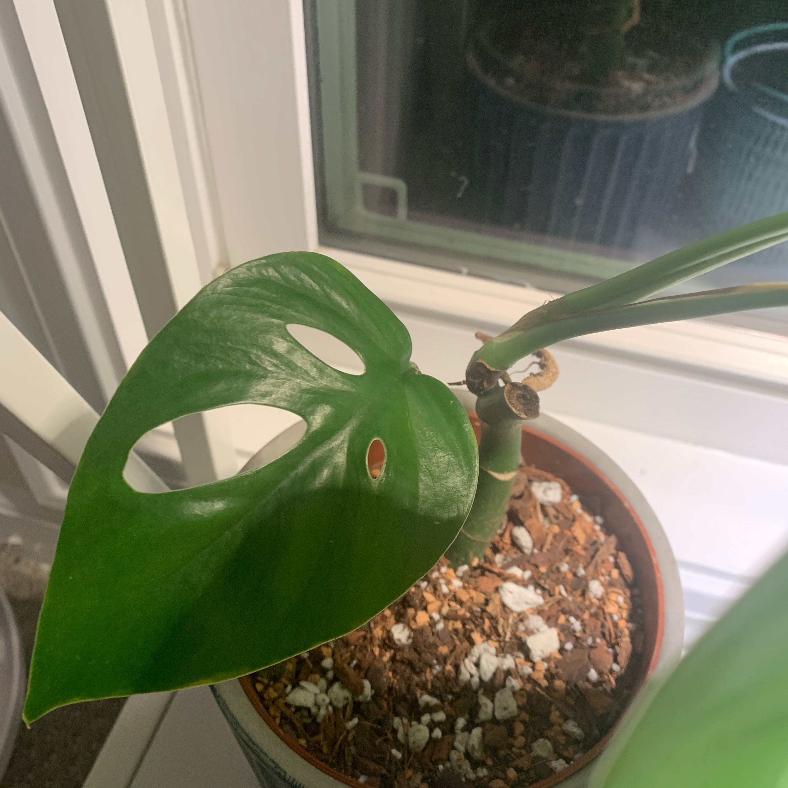 Photo of the plant species Rhaphidophora pertusa by @IvyMari named Dining room Rhaphidophora Pertusa on Greg, the plant care app