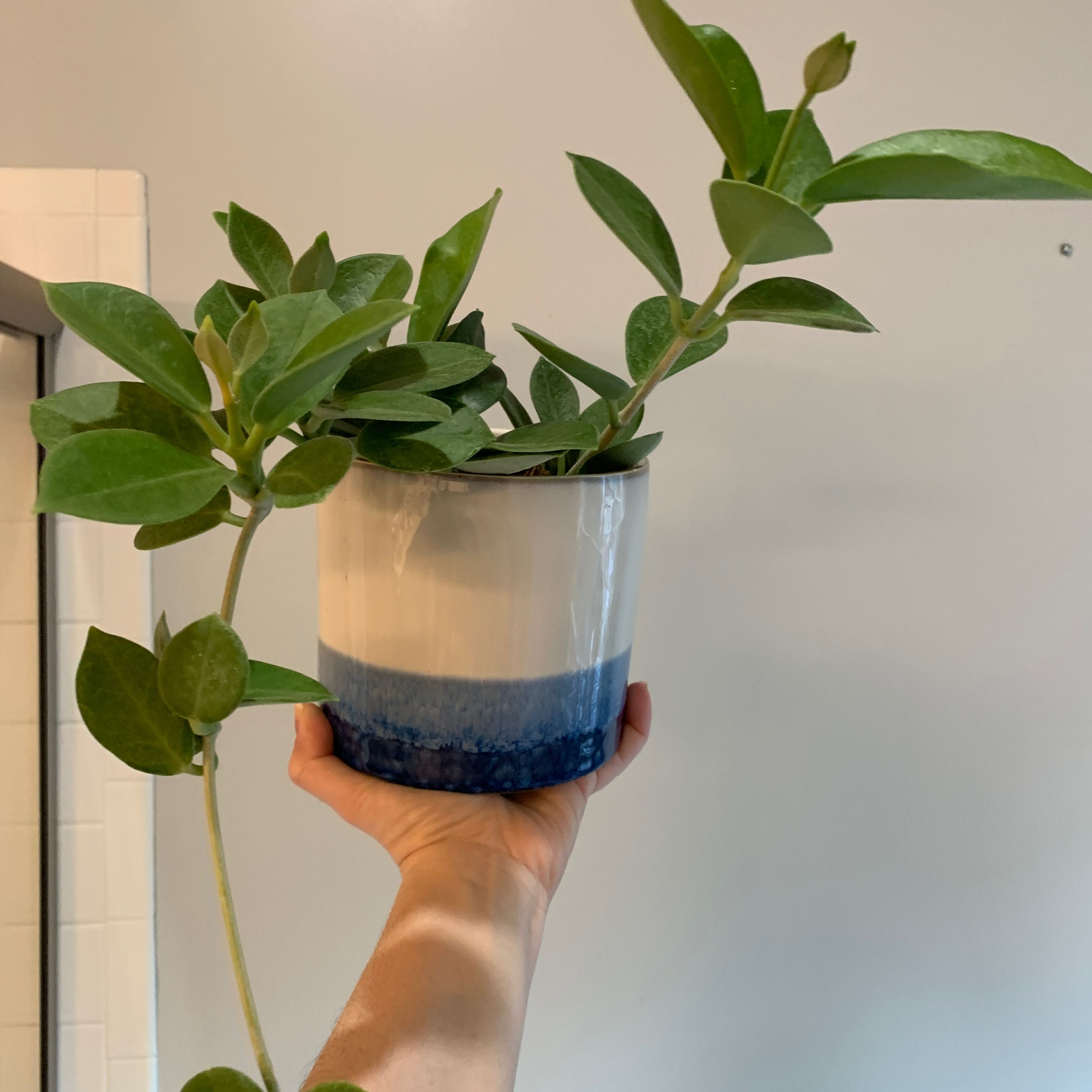 Photo of the plant species hoya pachycleda by @IvyMari named Office Hoya Pachycleda on Greg, the plant care app