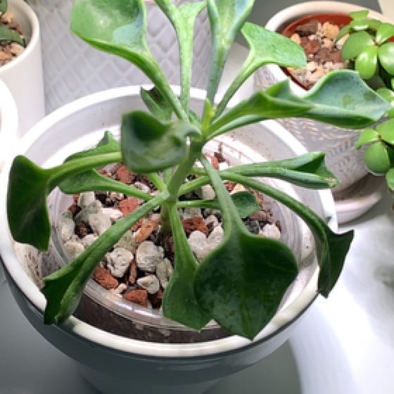 Photo of the plant species Spear Head Senecio by @IvyMari named Patio Senecio Spear Head on Greg, the plant care app