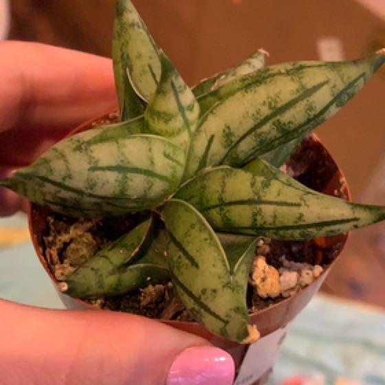 Photo of the plant species Sansevieria ‘Dwarf Boncel’ by @IvyMari named Bathroom Sans. Dwarf Boncel on Greg, the plant care app