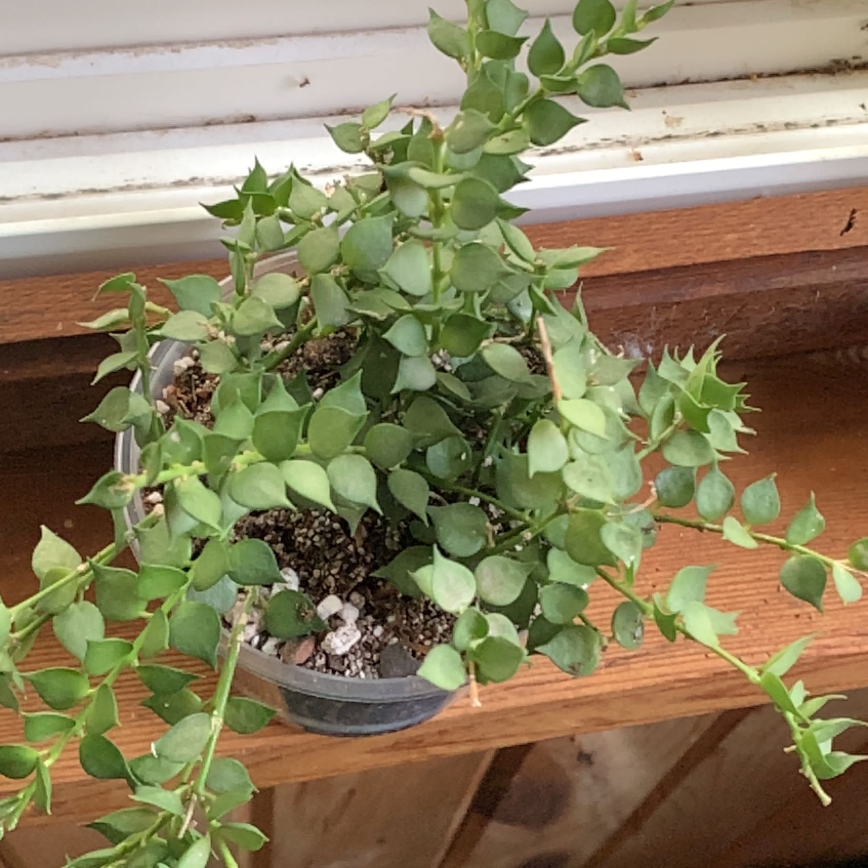 Photo of the plant species Million hearts by @IvyMari named Office Million Hearts on Greg, the plant care app
