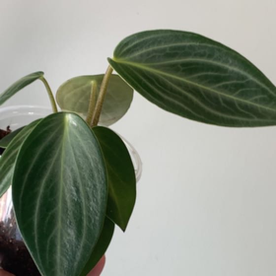 Photo of the plant species Pep. Maculosa by @IvyMari named Office Pep. Maculosa on Greg, the plant care app