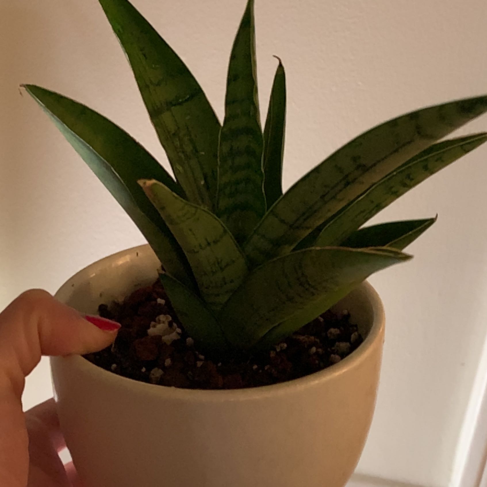 Photo of the plant species Tough Lady by @IvyMari named Living Room Sans. Tough Lady on Greg, the plant care app