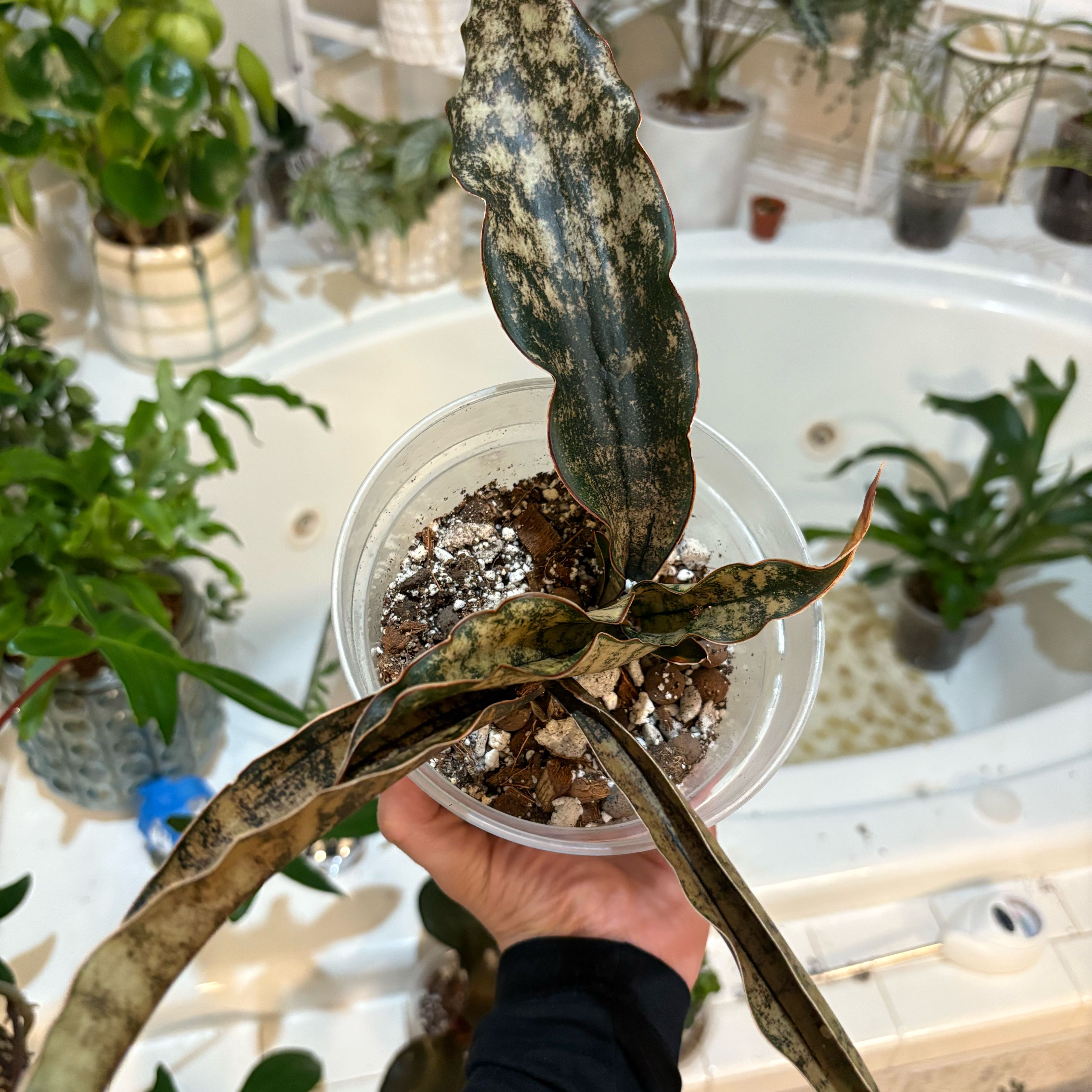 Photo of the plant species Dracaena kirkii 'Coppertone' by @IvyMari named Dining Room Sans. Coppertone on Greg, the plant care app