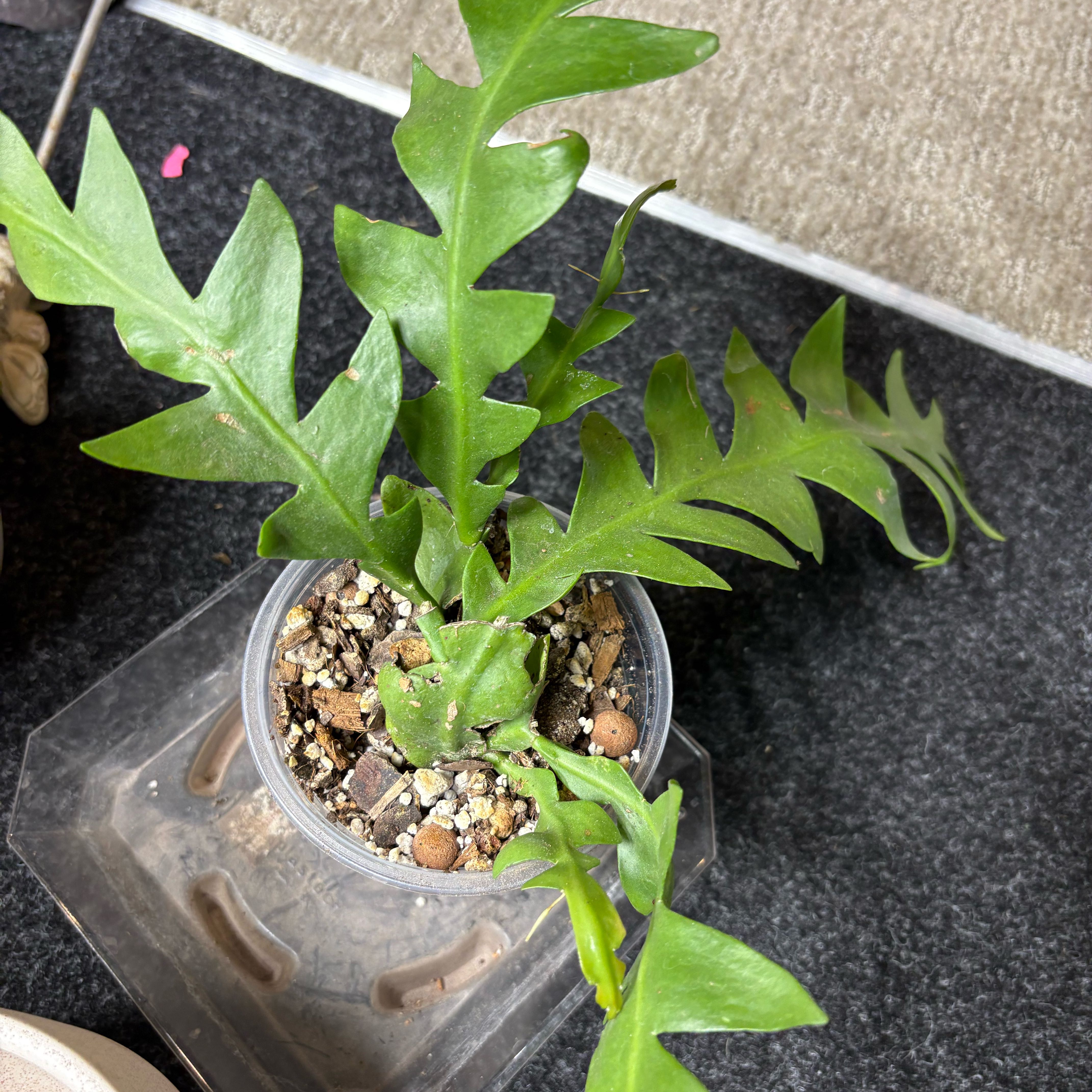 Photo of the plant species shark fin cactus by @IvyMari named Kitchen Cactus Shark Fin on Greg, the plant care app