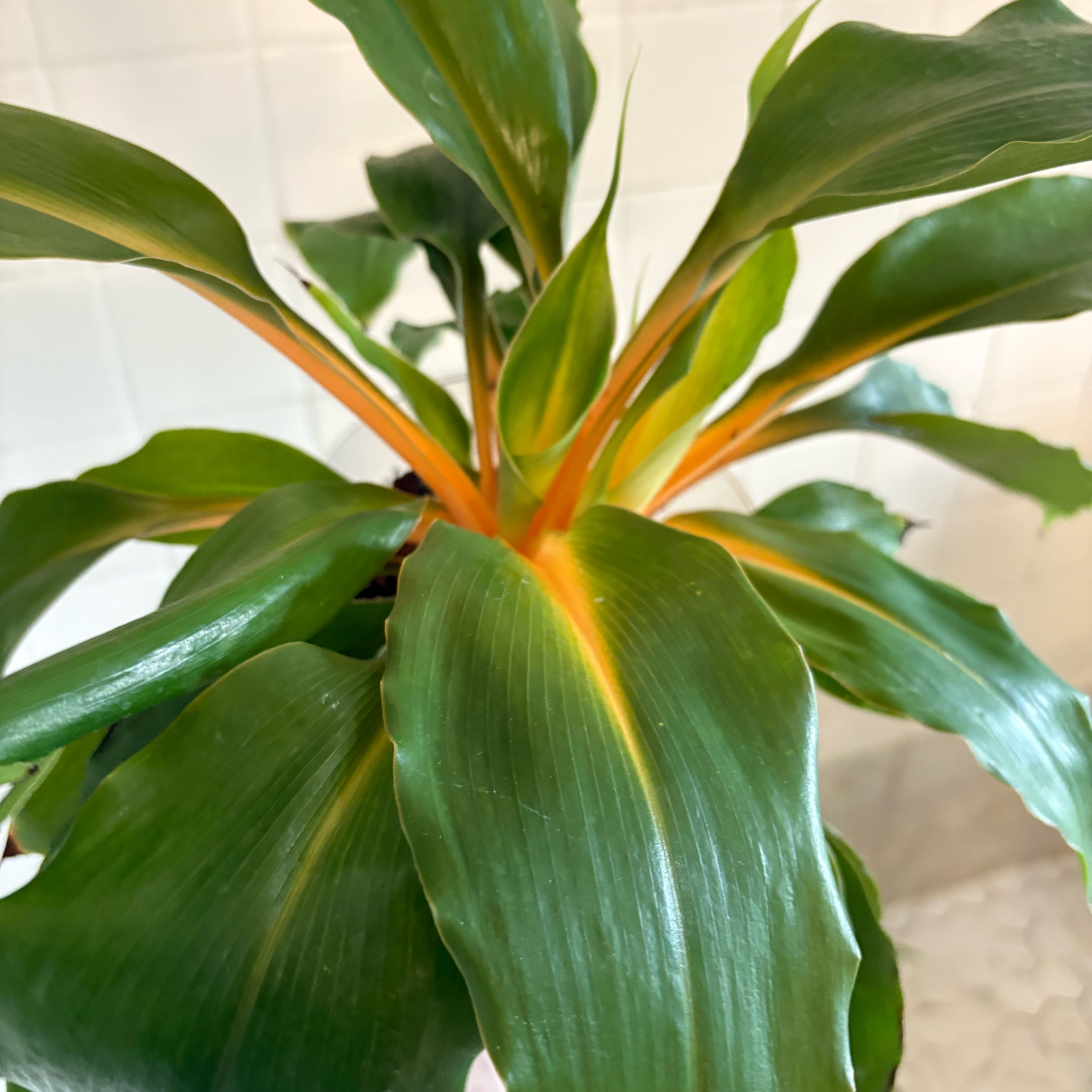 Photo of the plant species Mandarin Plant by @IvyMari named Guest room Mandarin Plant on Greg, the plant care app