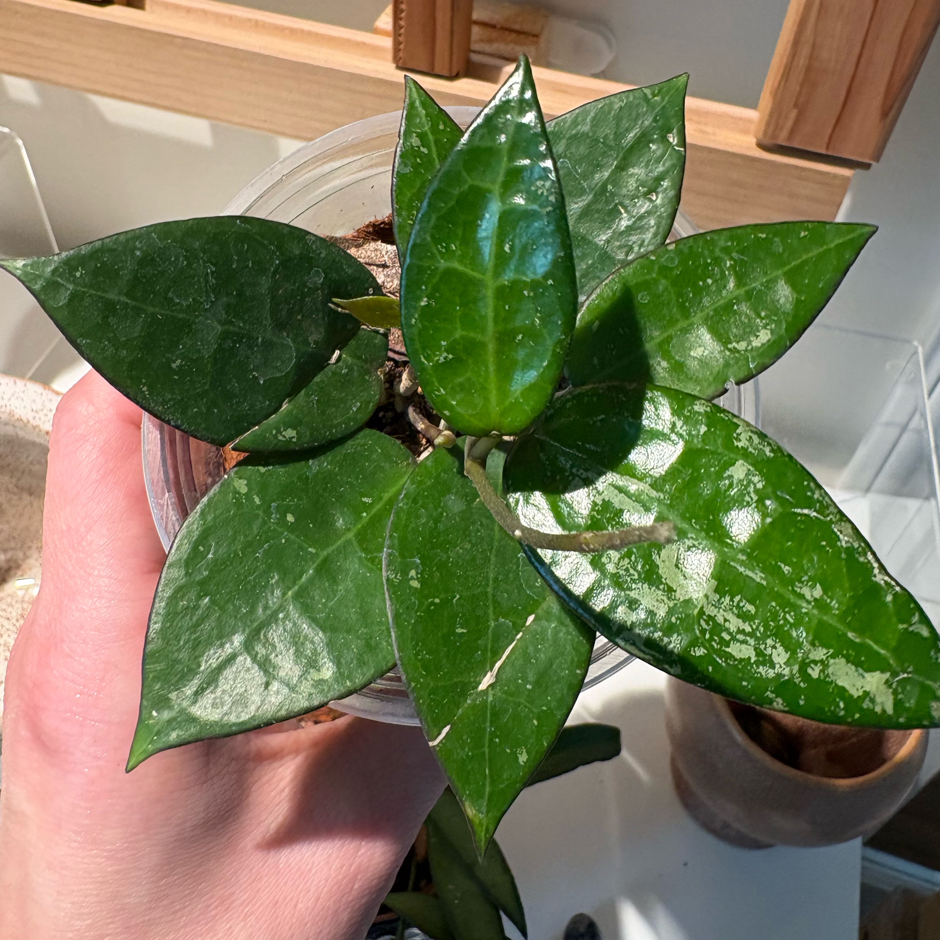 Photo of the plant species Black Margin Hoya Parasitica by @IvyMari named Office Hoya Parasitica Black Margin on Greg, the plant care app