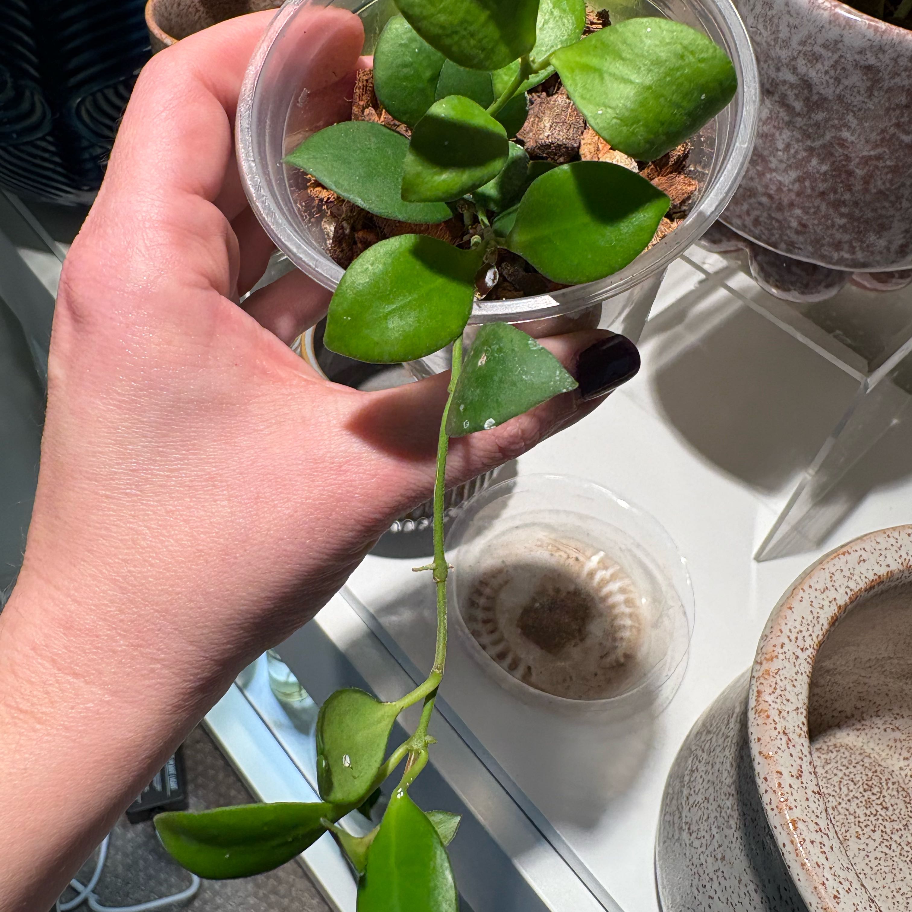 Photo of the plant species Hoya 'Heuschkeliana Yellow' by @IvyMari named Office Hoya Heuschkeliana on Greg, the plant care app