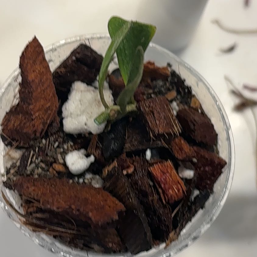 Photo of the plant species Hoya Manipurensis by @IvyMari named Office Hoya Manipurensis on Greg, the plant care app
