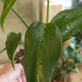 Photo of the plant species Monstera Burle Marx Flame by @IvyMari named Dining Room Monst. Burle Marx Flame on Greg, the plant care app