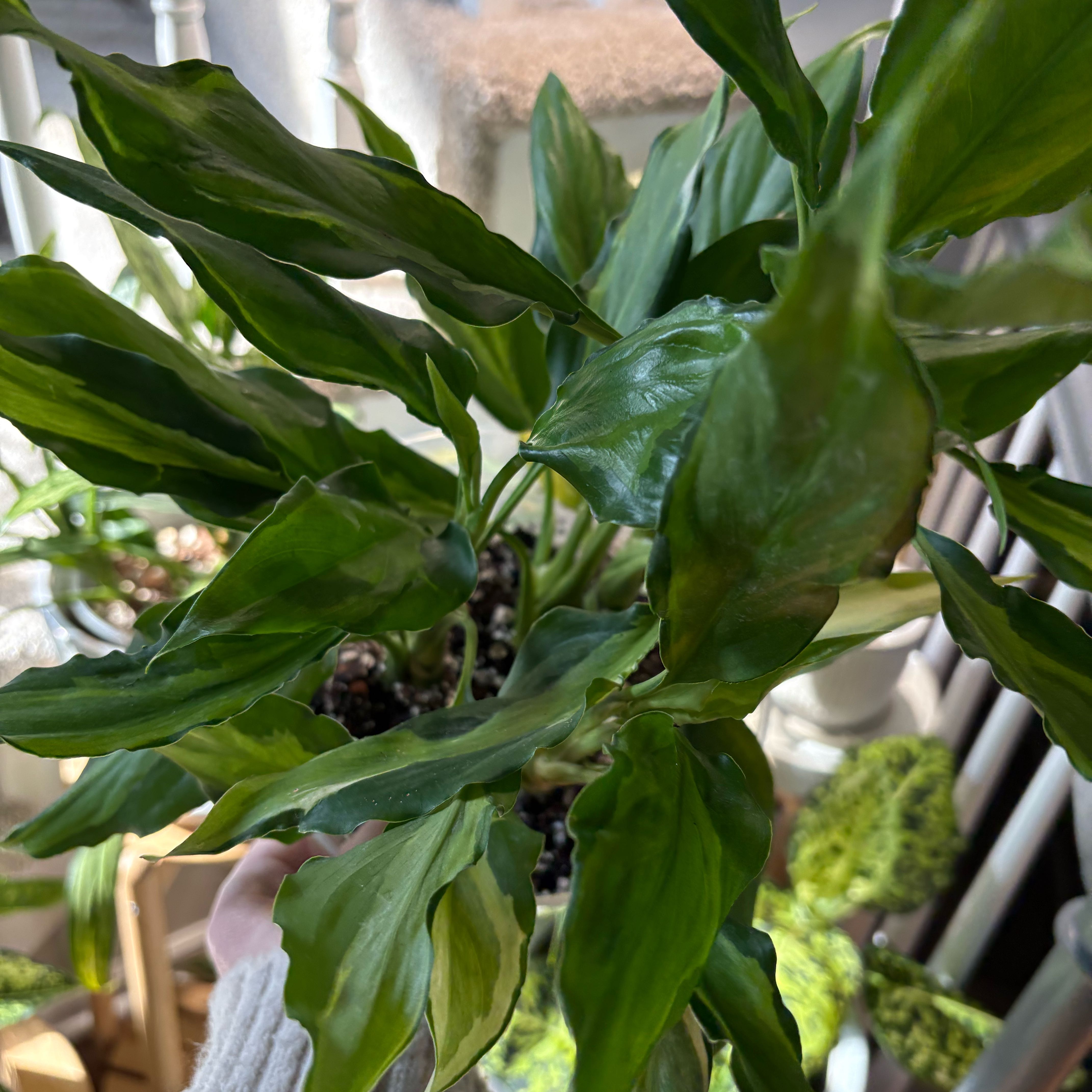 Photo of the plant species Aglaonema spathonema by @IvyMari named Foyer Aglaonema on Greg, the plant care app
