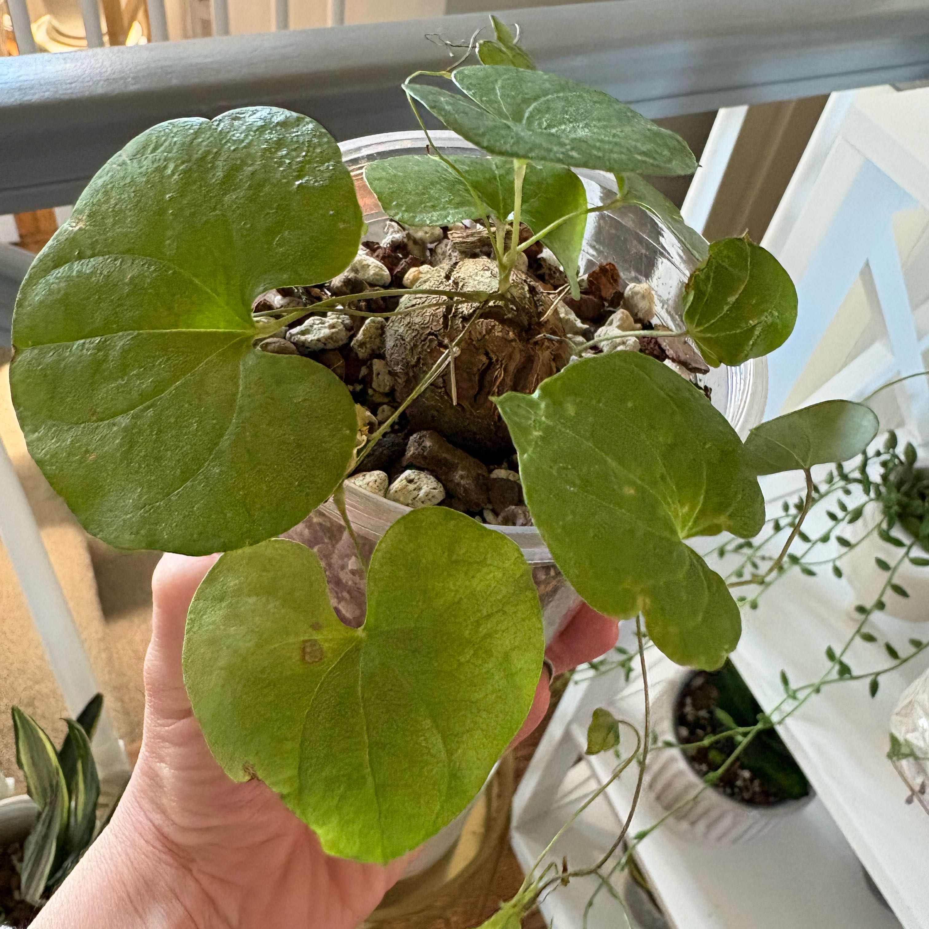 Photo of the plant species Stephania suberosa by @IvyMari named Office Stephania on Greg, the plant care app