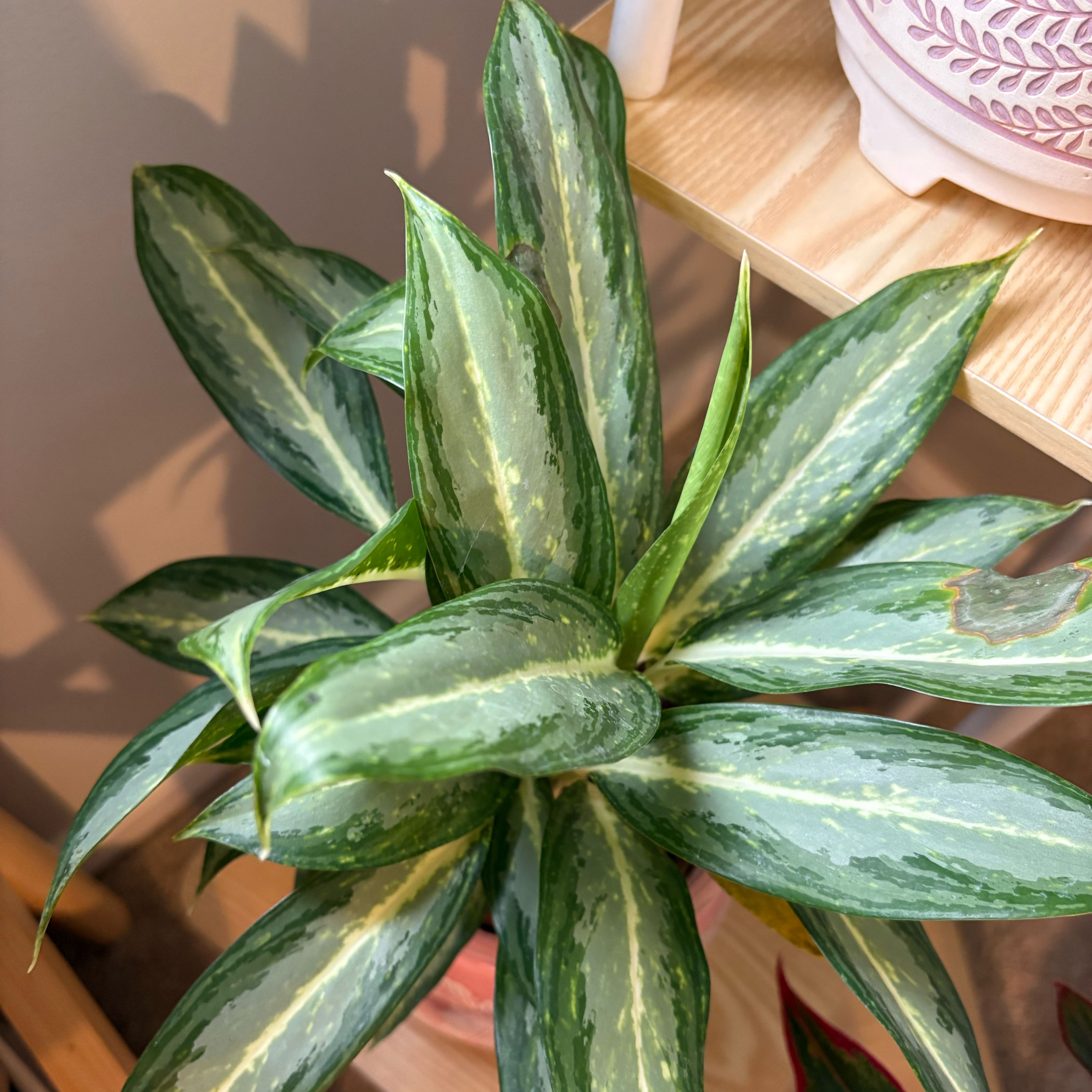 Photo of the plant species White Rain Chinese Evergreen by @IvyMari named Agalaonema on Greg, the plant care app