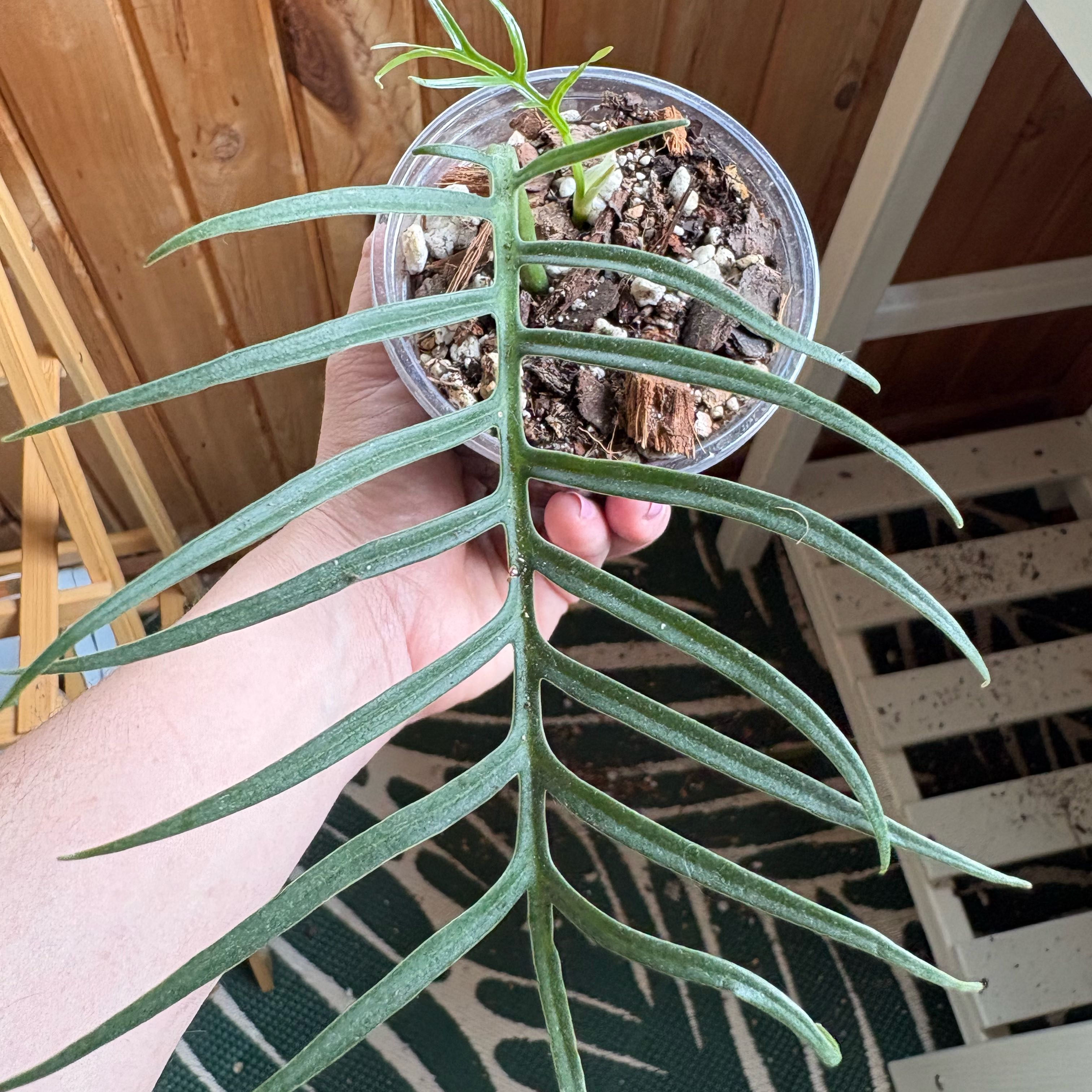 Photo of the plant species Philodendron tortum by @IvyMari named Philodendron Tortum on Greg, the plant care app