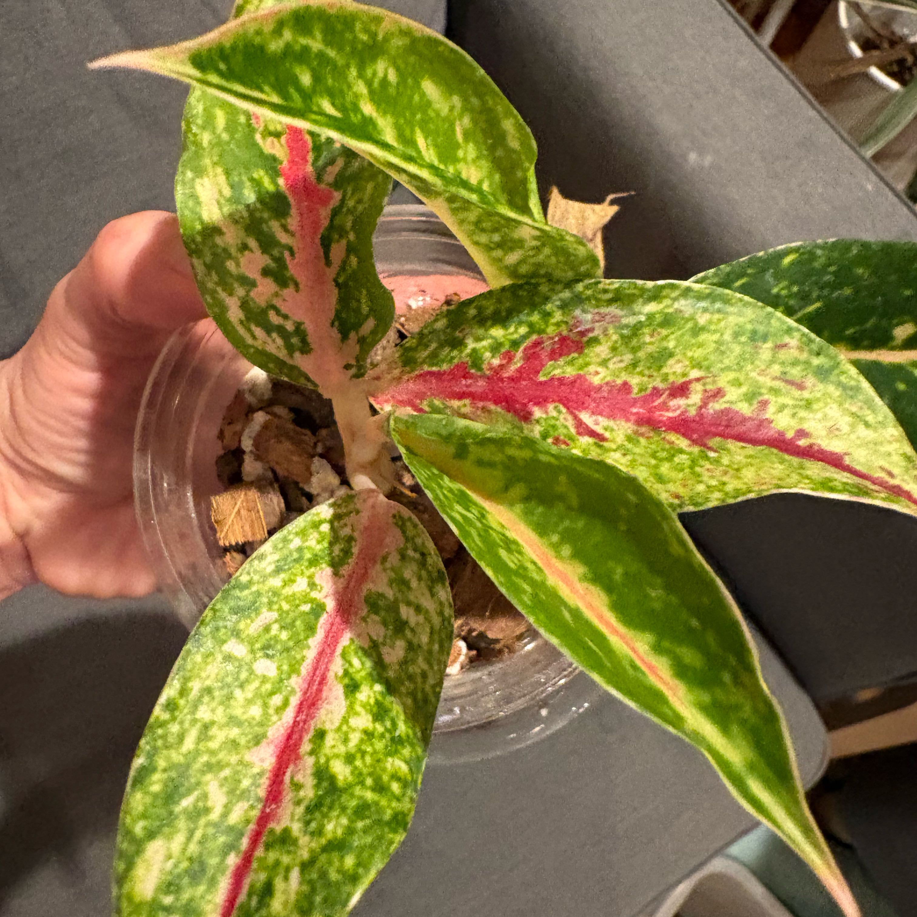 Photo of the plant species Pink Chinese Evergreen by @IvyMari named Aglaonema on Greg, the plant care app