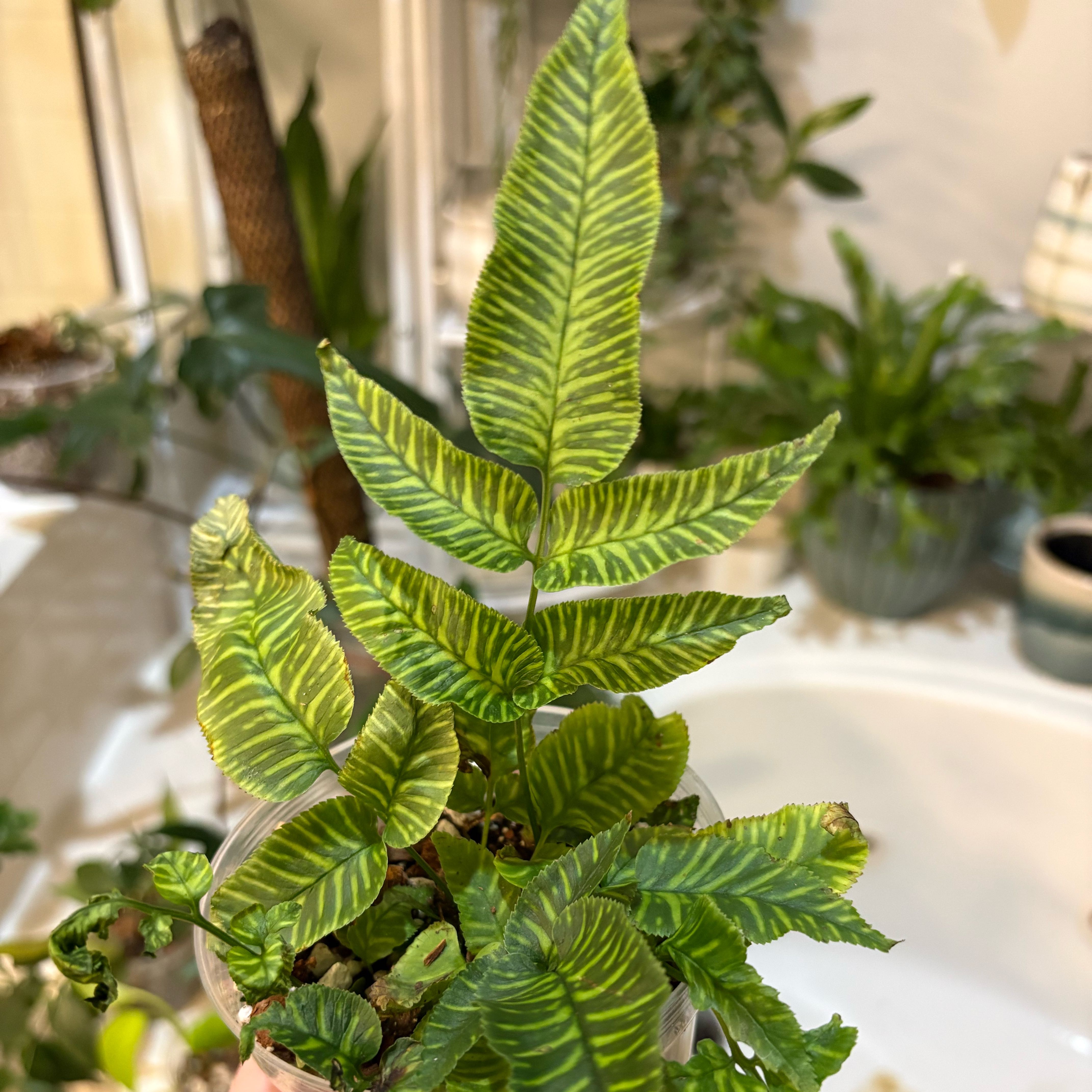 Photo of the plant species Golden Zebra Fern by @IvyMari named Bathroom Fern Golden Zebra on Greg, the plant care app