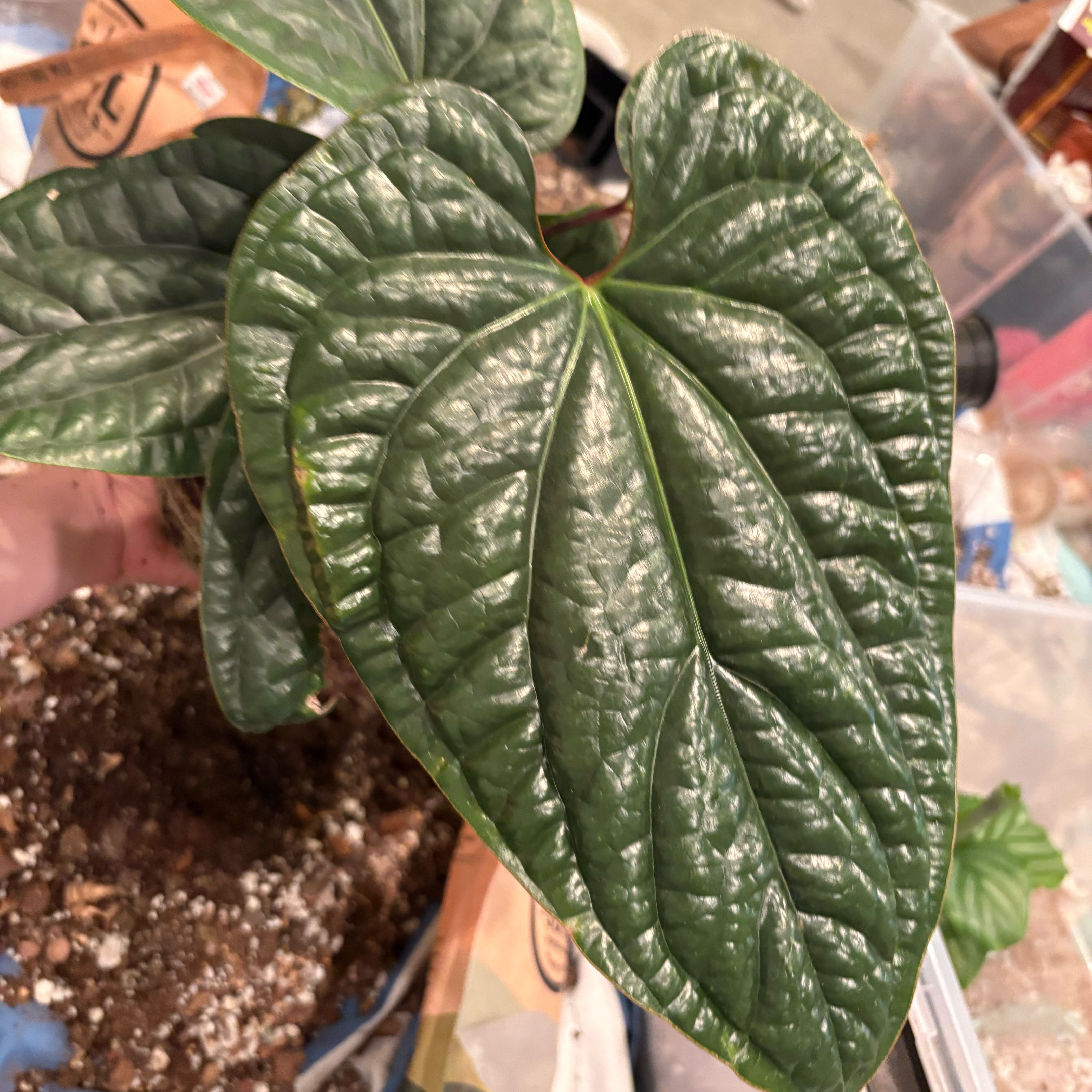 Photo of the plant species Anthurium Radicans x Luxurians by @IvyMari named Anthurium on Greg, the plant care app