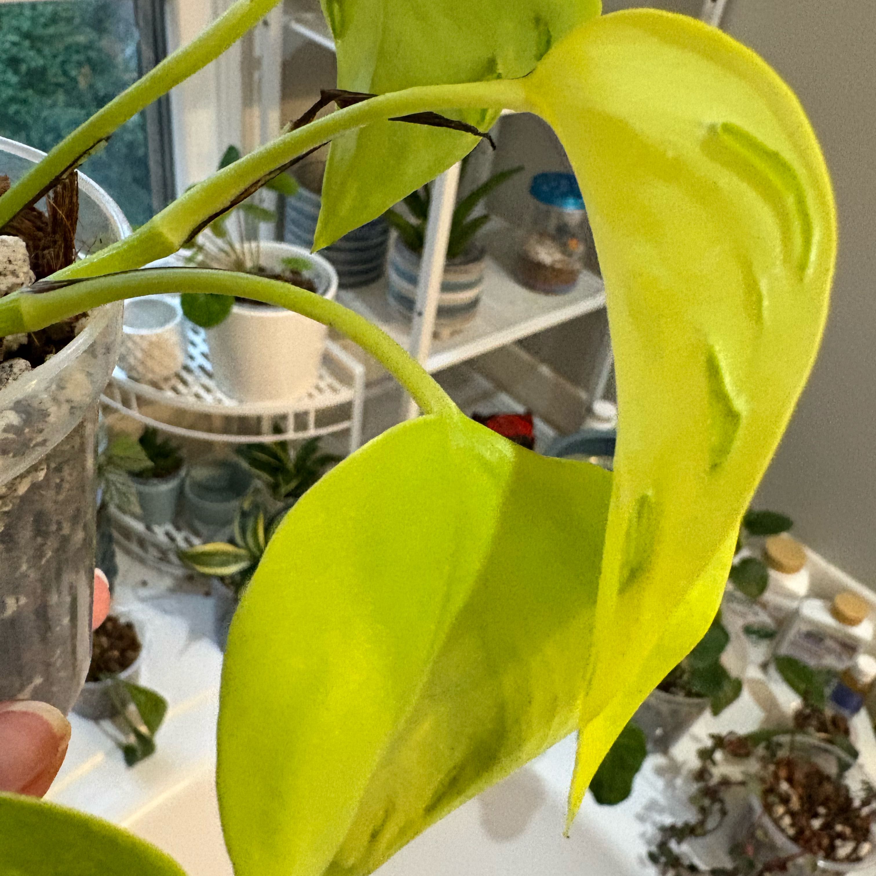 Photo of the plant species Epipremnum aureum 'Champs São Paulo' by @IvyMari named Bathroom Pothos Champs Elysees on Greg, the plant care app