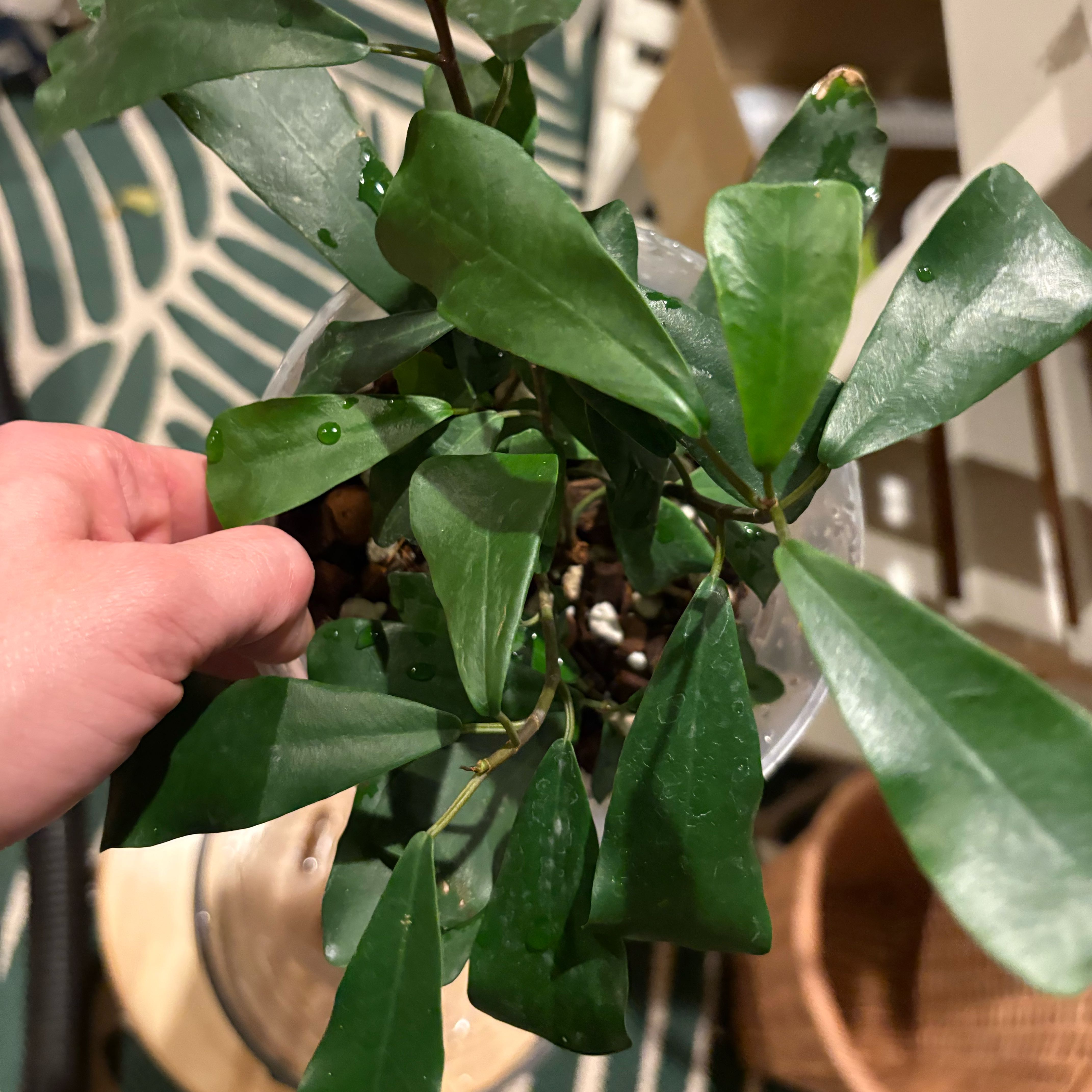 Photo of the plant species Ficus lingua by @IvyMari named Ficus Lingua on Greg, the plant care app