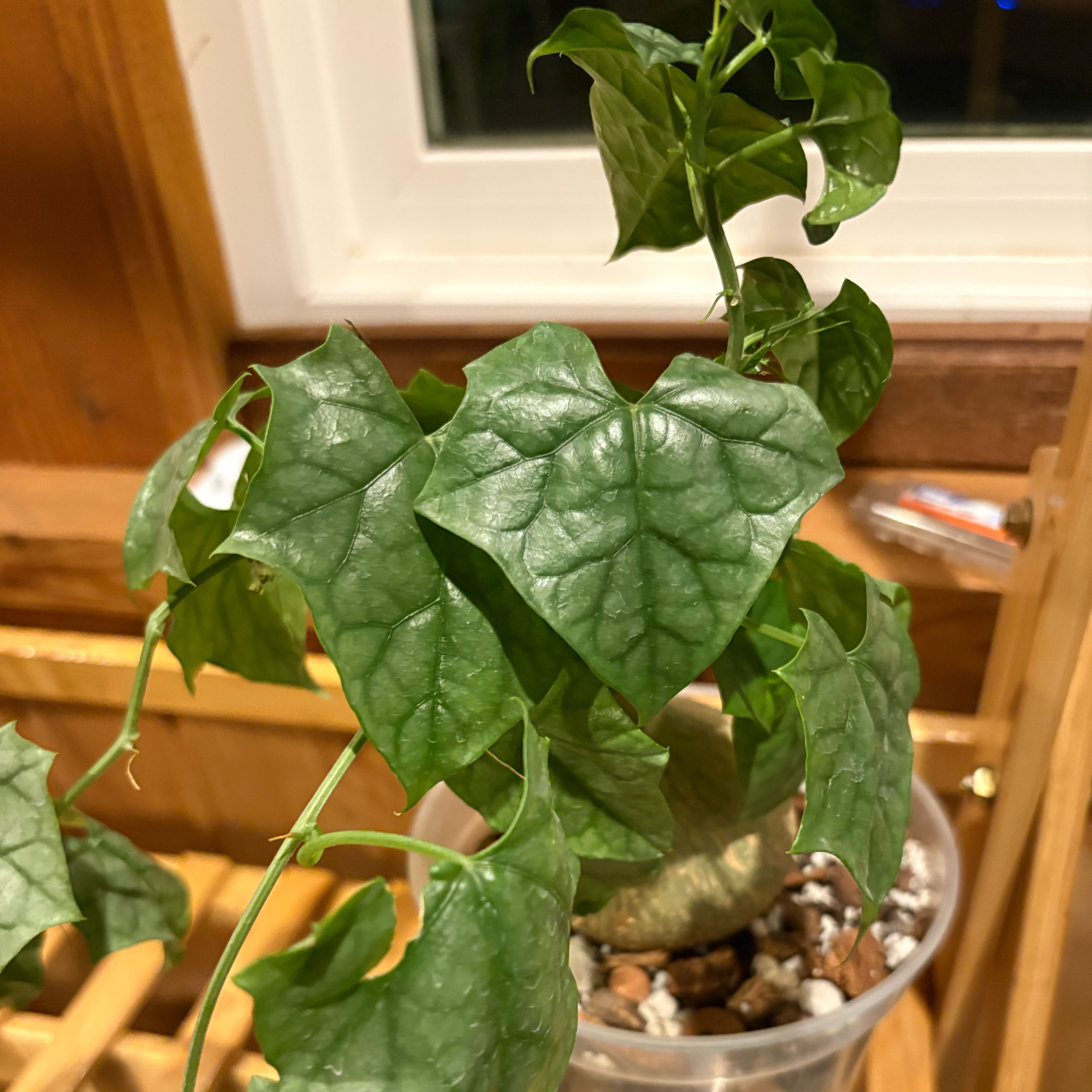 Photo of the plant species Bigfoot by @IvyMari named Bigfoot on Greg, the plant care app