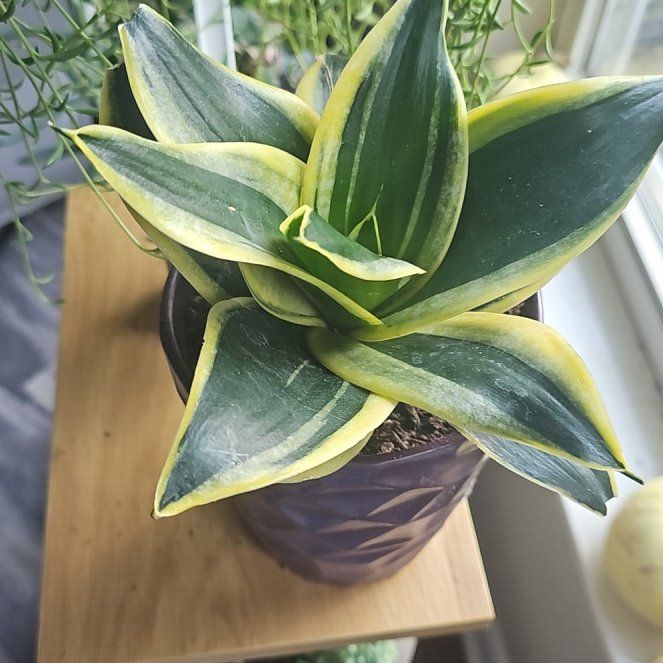 Photo of the plant species Dracaena trifasciata 'Stars and Stripes' by @CopiousDamsii named Stella on Greg, the plant care app