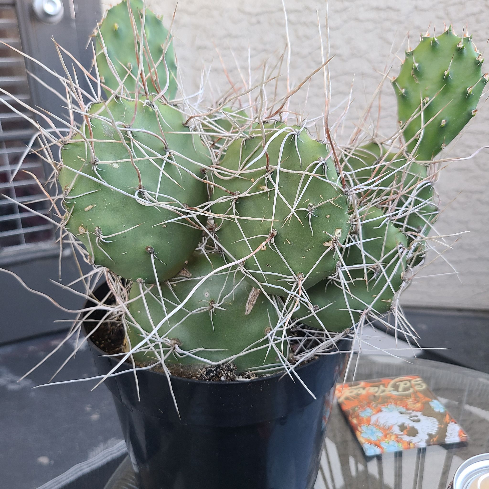 Photo of the plant species Opuntia sulphurea by @rvgecvt named Nithin on Greg, the plant care app