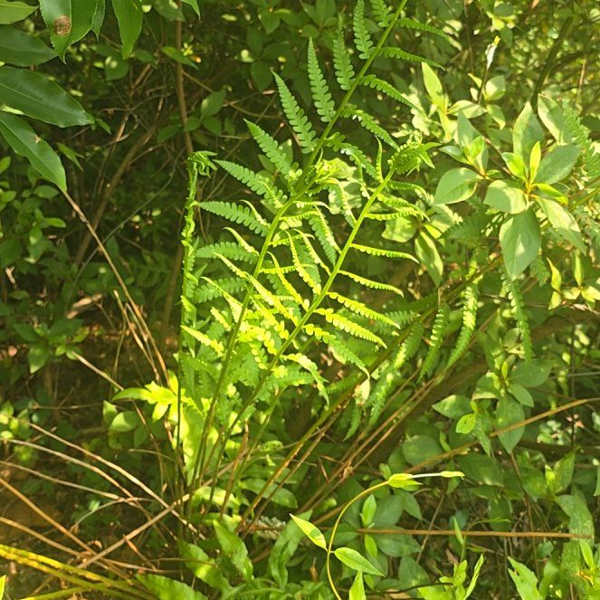 Photo of the plant species Cinnamon Fern by @LovingCrassula named Rosa on Greg, the plant care app