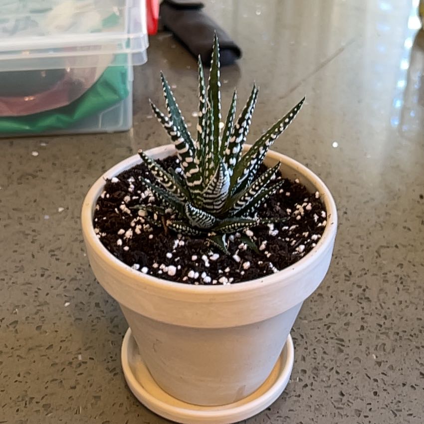 Photo of the plant species Haworthia Alba by @TheEngineer named Haworthia Alba on Greg, the plant care app