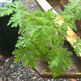 Photo of the plant species Citronella mucronata by @LiterateTievine named Planto on Greg, the plant care app