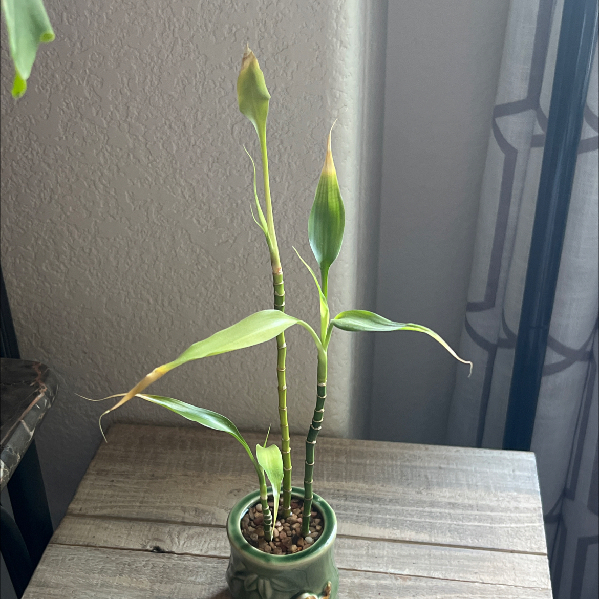 Photo of the plant species bamboo by @Scrapbook70 named LB propagation babies on Greg, the plant care app