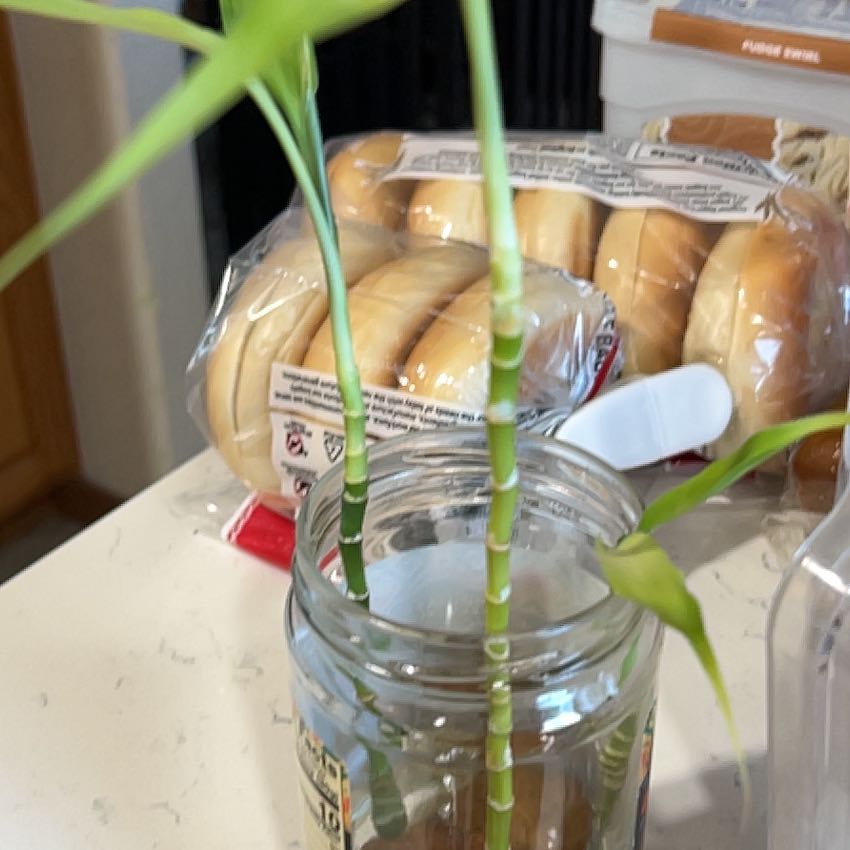 Photo of the plant species bamboo by @Scrapbook70 named LB propagation babies on Greg, the plant care app