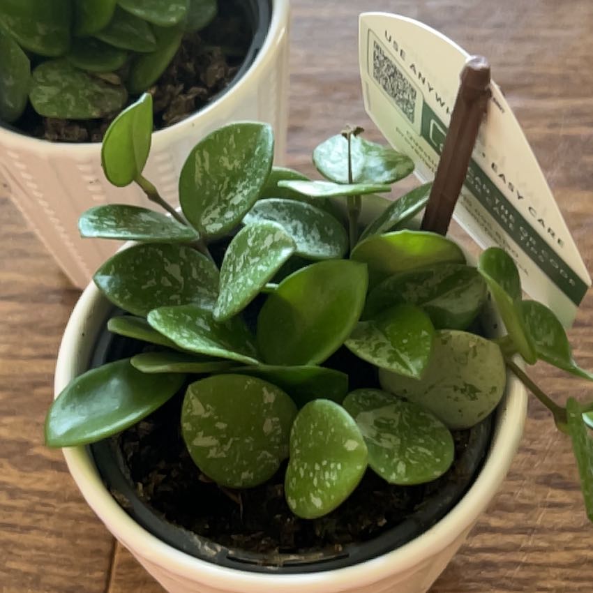 Photo of the plant species Hoya 'Mathilde Splash' by @Scrapbook70 named Mathilda on Greg, the plant care app