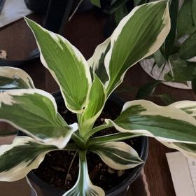 Photo of the plant species Hosta 'Patriot' by @Scrapbook70 named Walt on Greg, the plant care app