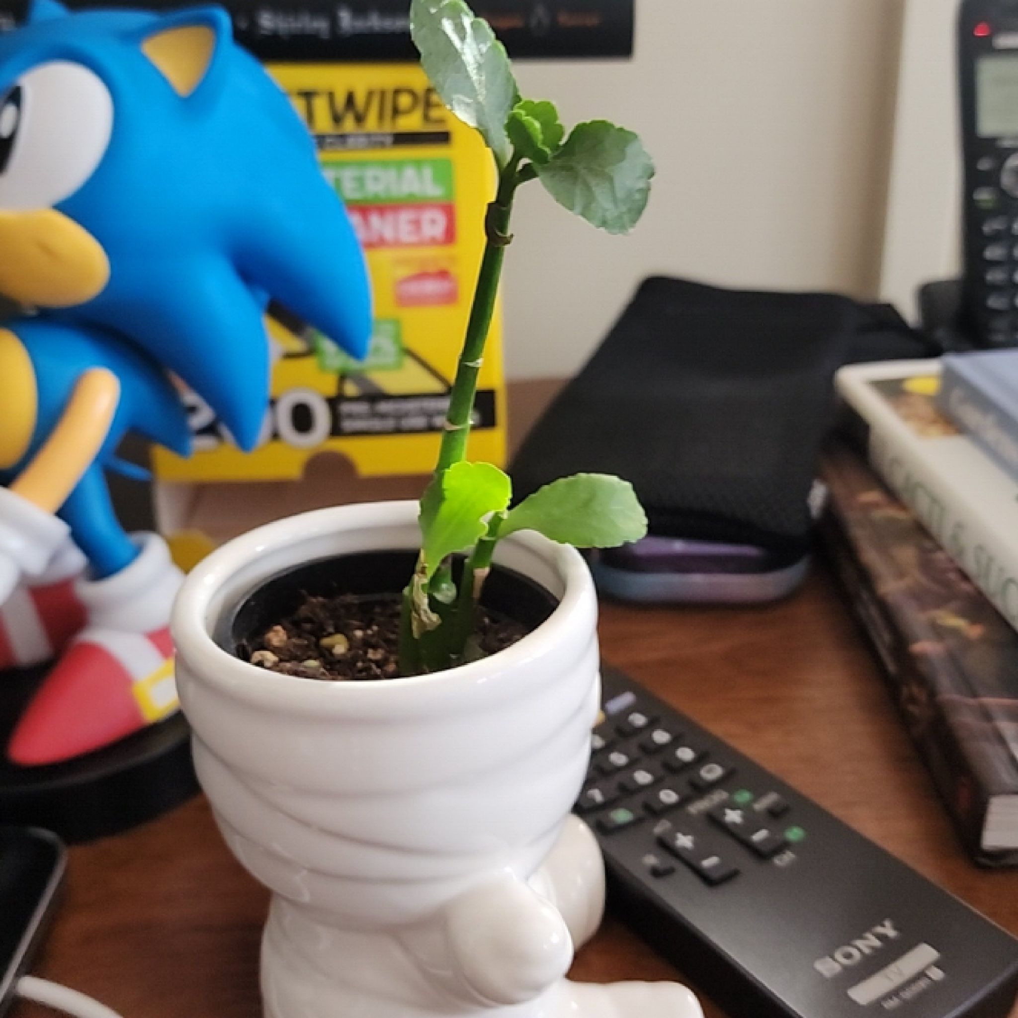 Photo of the plant species Neverdie Kalanchoe by @RealYellowavens named LiloStitch on Greg, the plant care app
