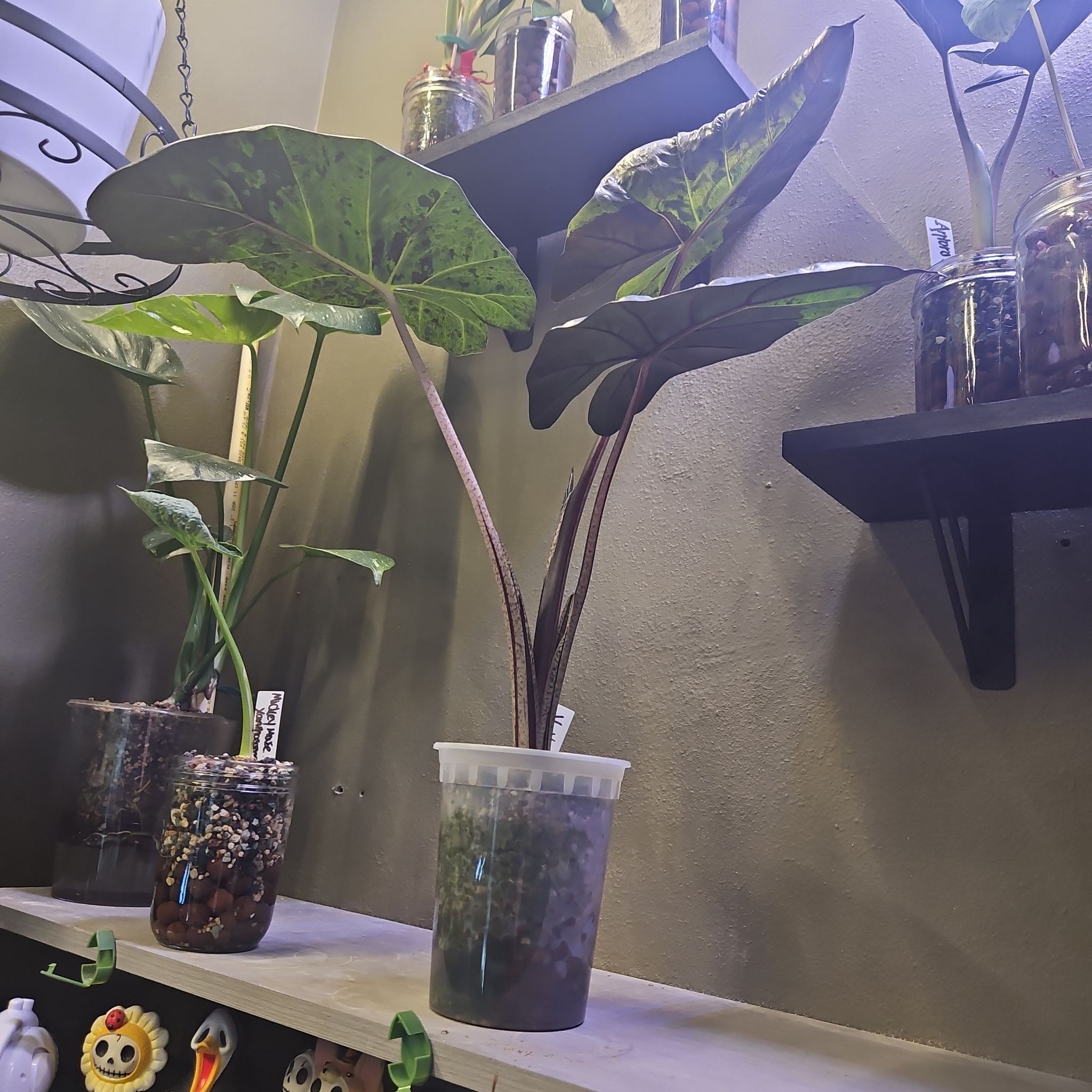 Photo of the plant species Alocasia Yucatan Princess Variegata by @YesWhitespruce named Yucatan Princess on Greg, the plant care app