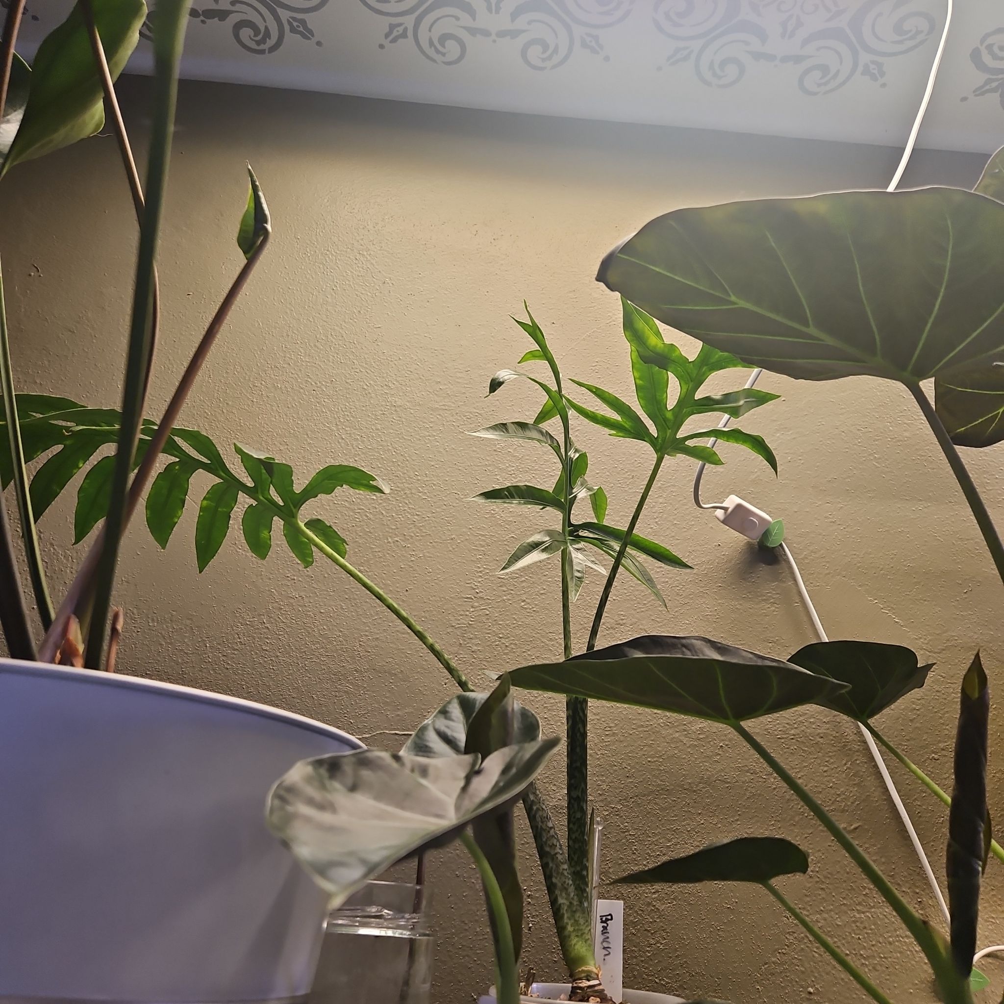Photo of the plant species Alocasia 'Pink Passion' by @YesWhitespruce named brancifolia on Greg, the plant care app