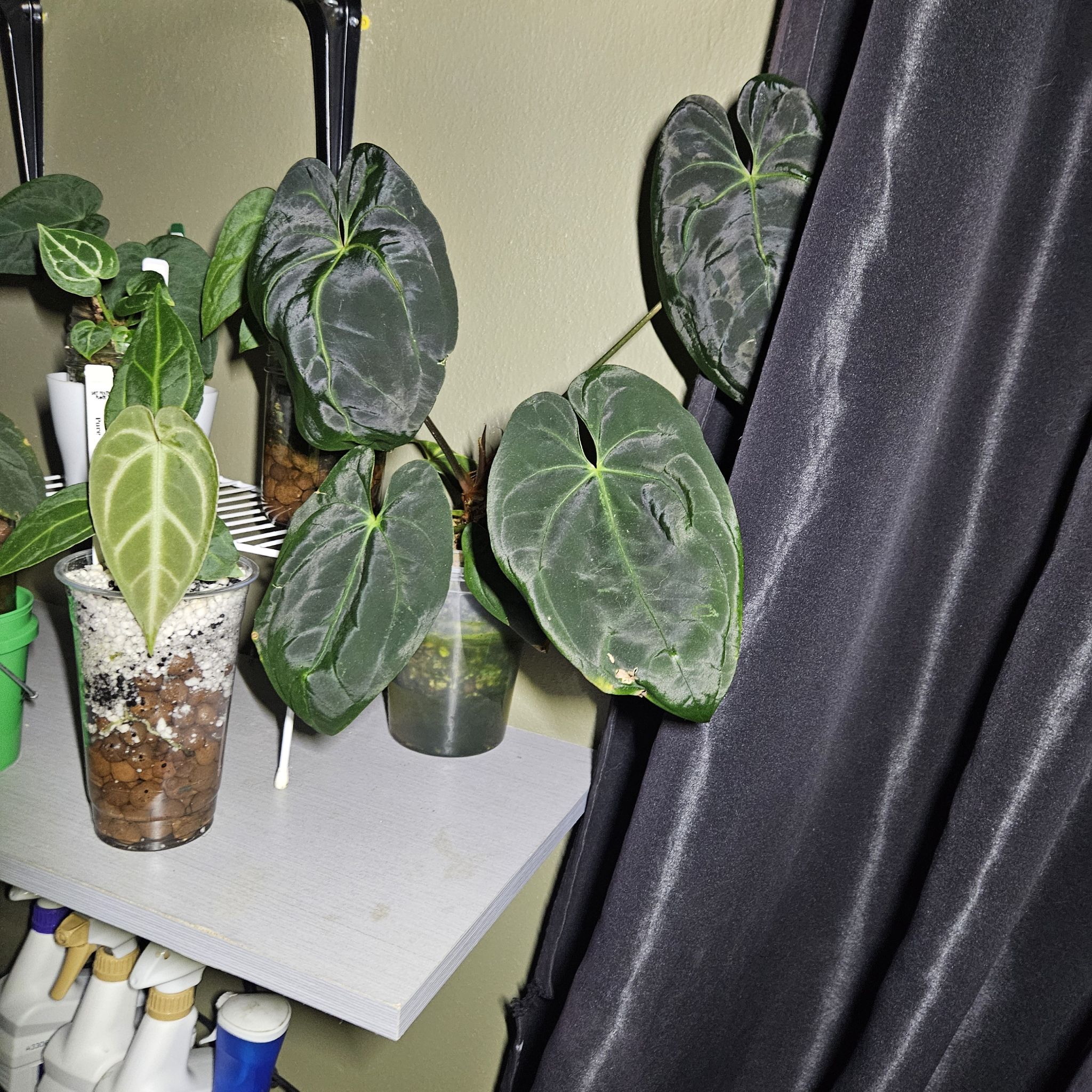 Photo of the plant species Anthurium papillilaminum x magnificum by @YesWhitespruce named Gatorbod on Greg, the plant care app