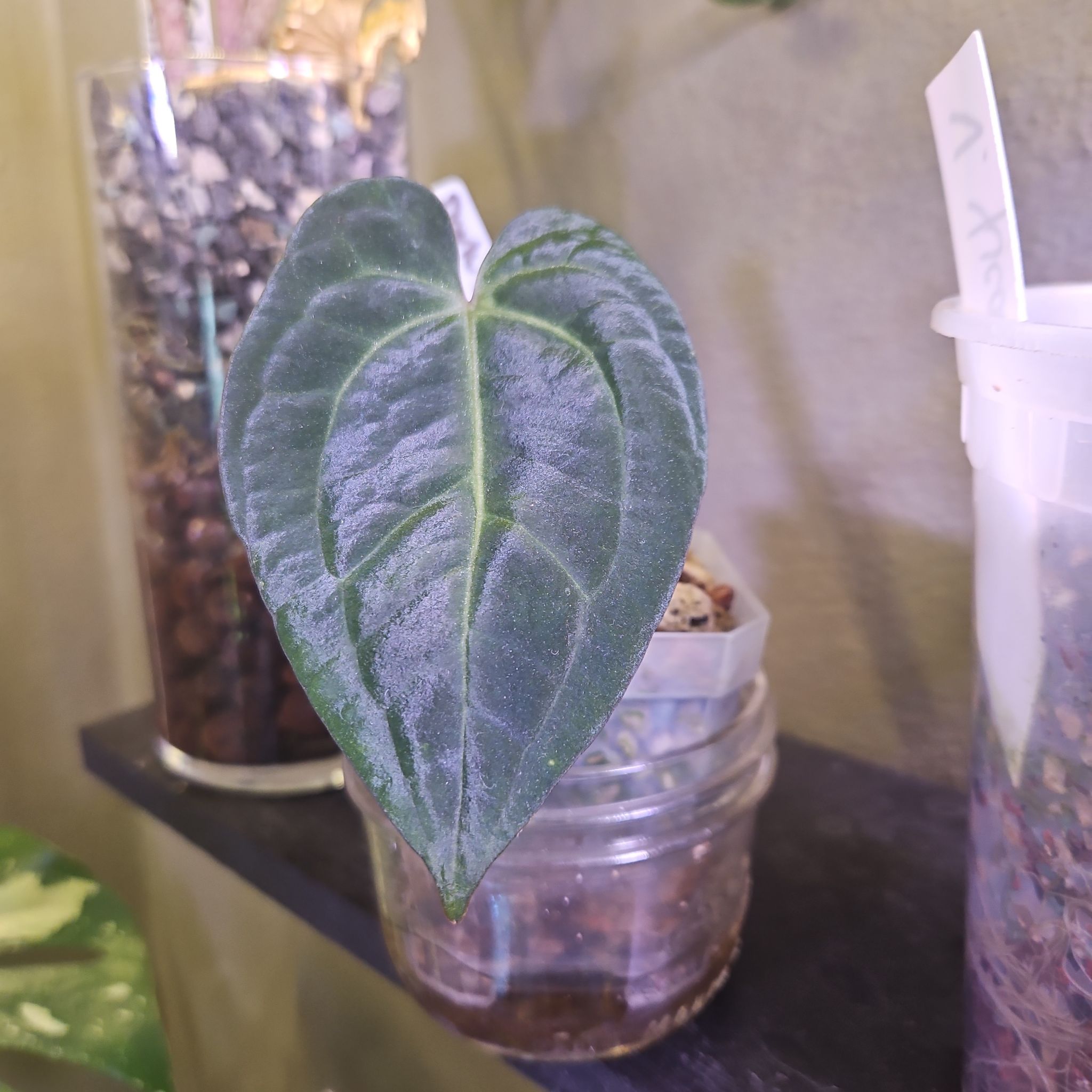 Photo of the plant species Anthurium Dark Phoenix x RG Dressleri by @YesWhitespruce named Dark Phoenix x black crystallinum on Greg, the plant care app