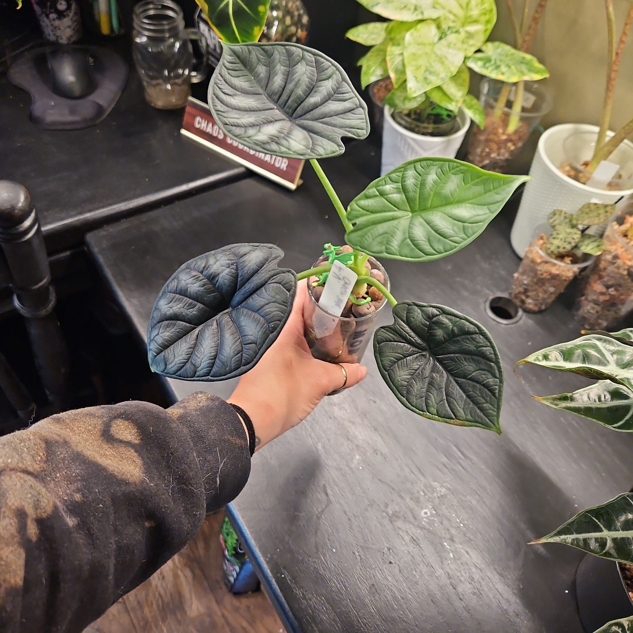 Photo of the plant species Variegated Alocasia Dragon Scale by @YesWhitespruce named Aurea dragon scale? on Greg, the plant care app
