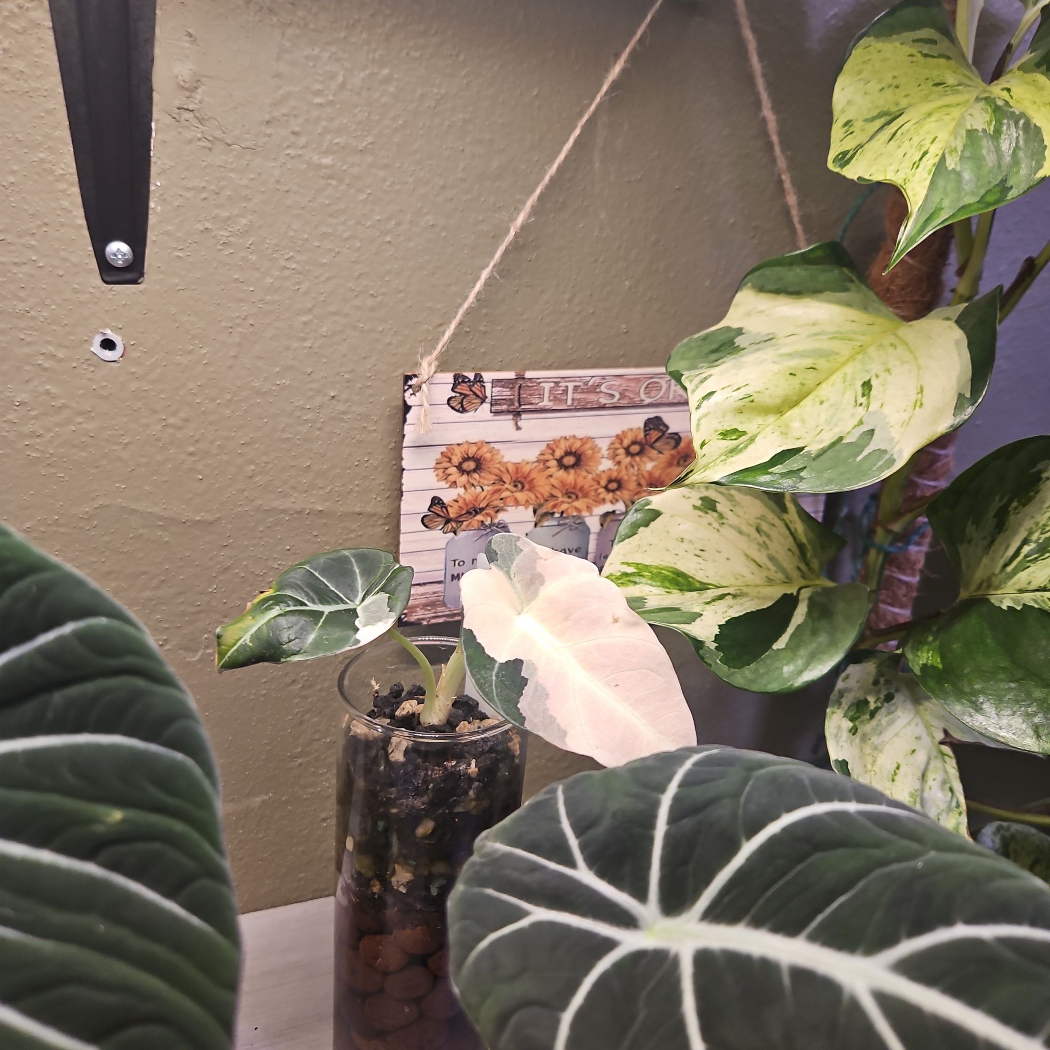 Photo of the plant species Black Velvet Alocasia by @YesWhitespruce named V blk velvet on Greg, the plant care app