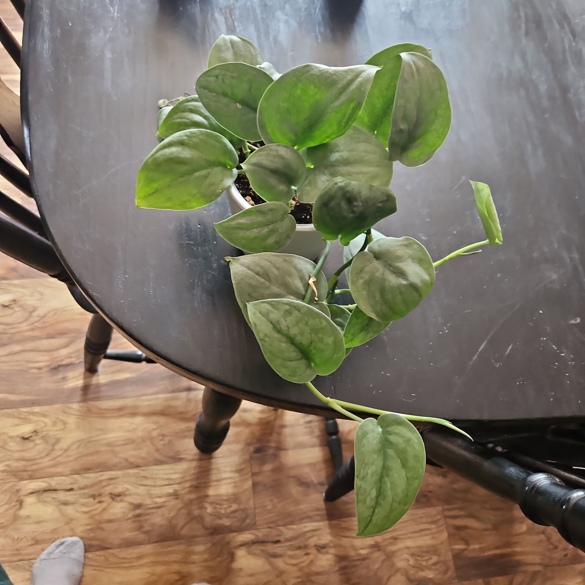 Photo of the plant species Scindapsis by @YesWhitespruce named Silver hero on Greg, the plant care app