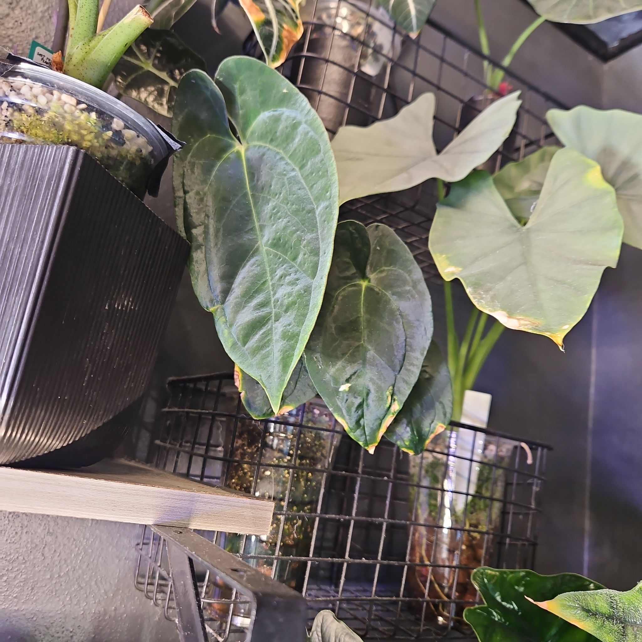 Photo of the plant species Ace Of Spades by @YesWhitespruce named AOS x pap on Greg, the plant care app