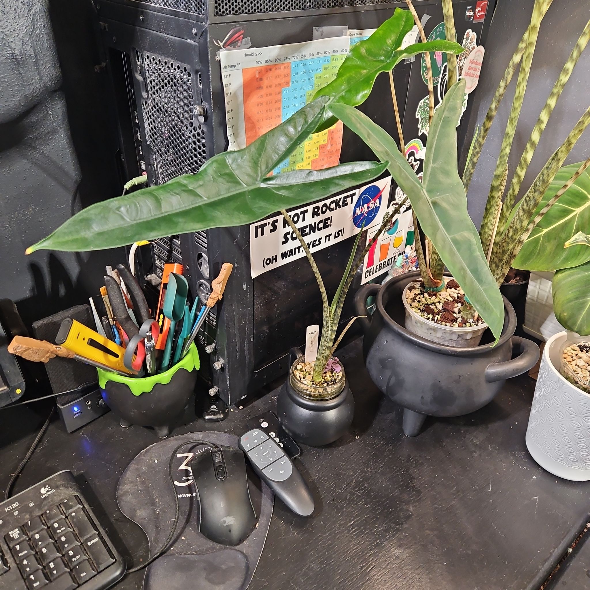 Photo of the plant species Alocasia tigrina by @YesWhitespruce named Tigrina superba on Greg, the plant care app
