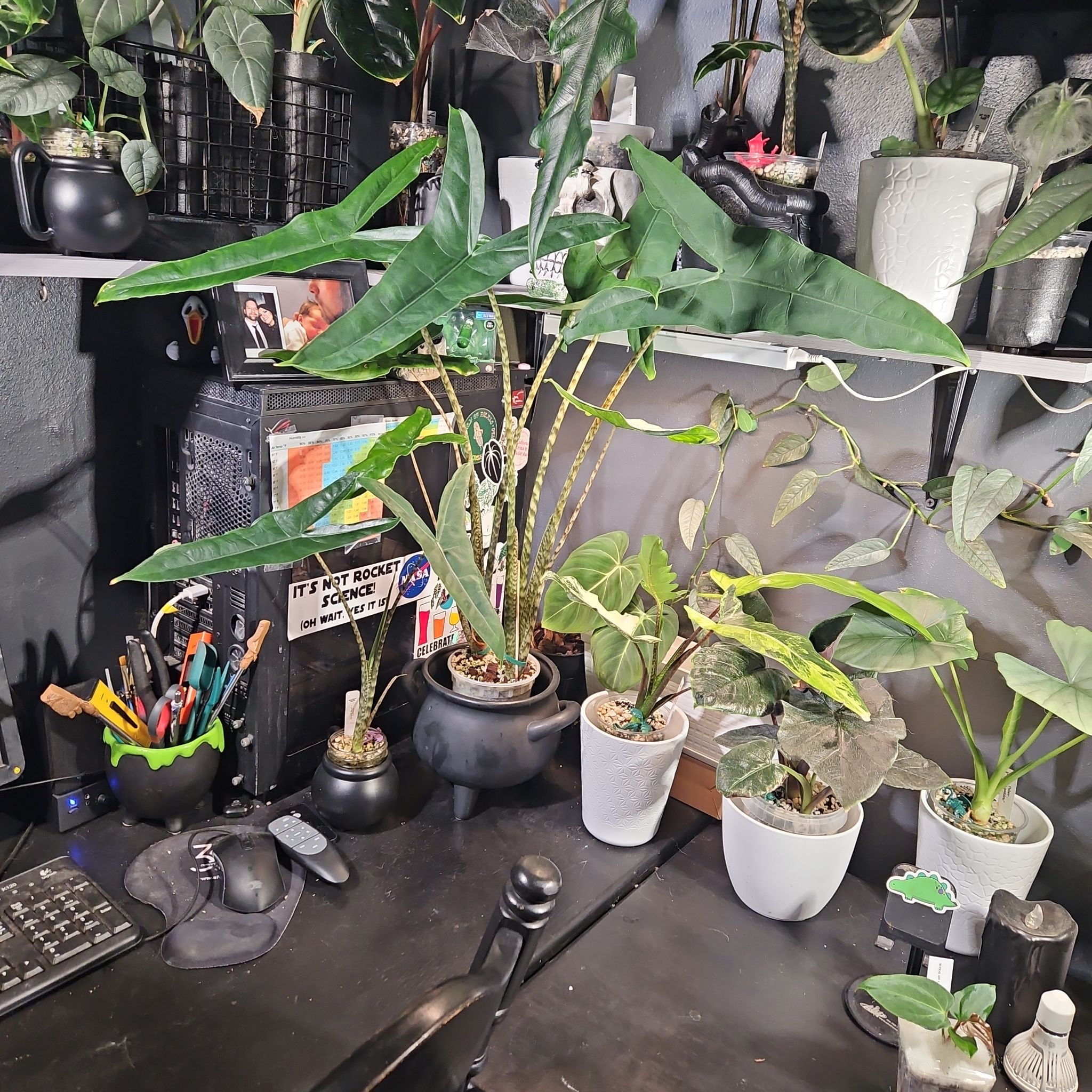 Photo of the plant species Alocasia Tigrina by @YesWhitespruce named Tigrina superba on Greg, the plant care app