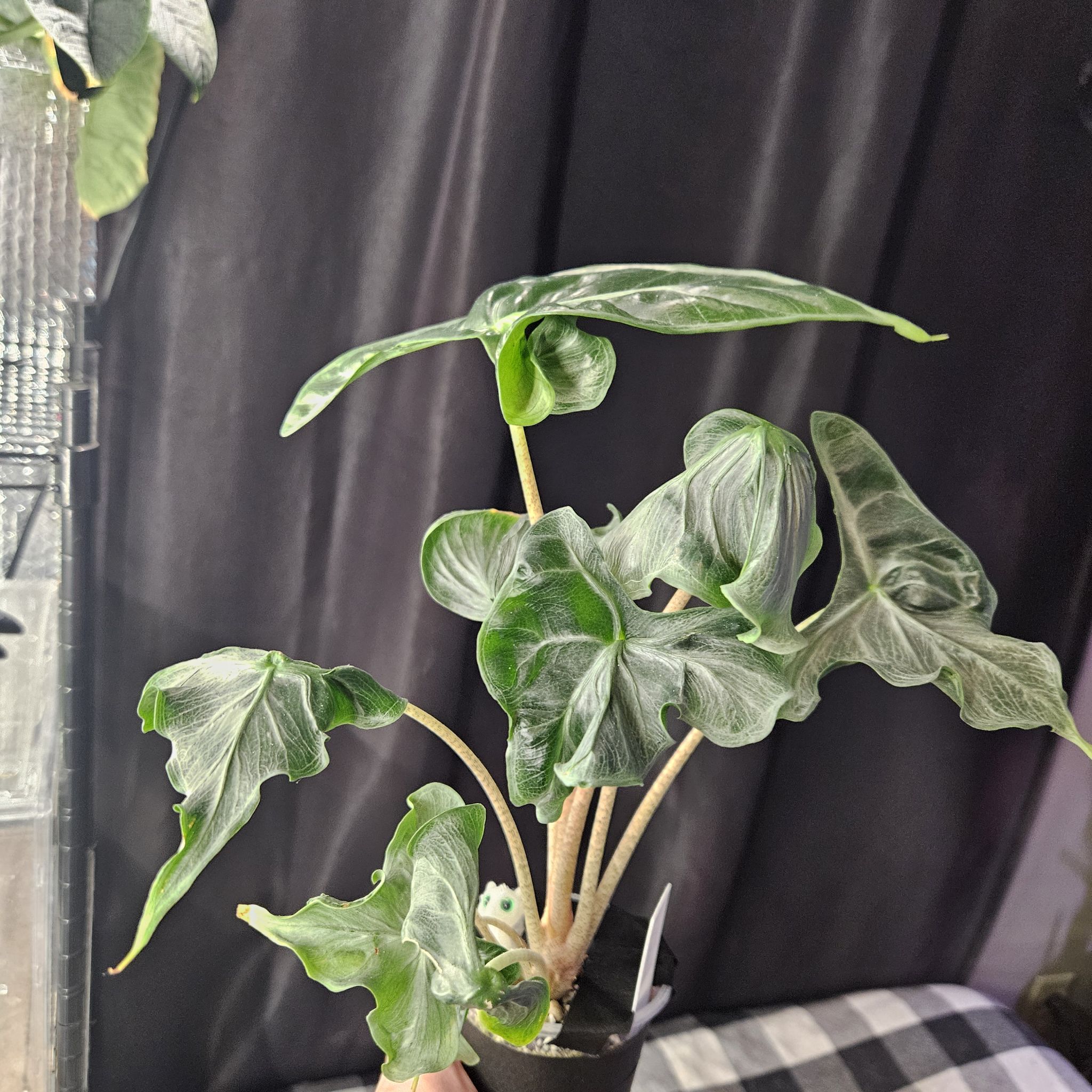 Photo of the plant species alocasia assorted by @YesWhitespruce named Holy grail on Greg, the plant care app