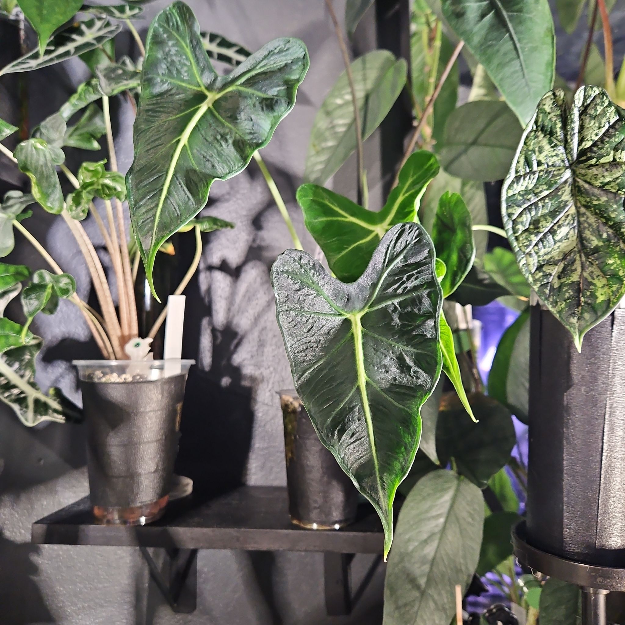 Photo of the plant species alocasia assorted by @YesWhitespruce named Tattoo on Greg, the plant care app